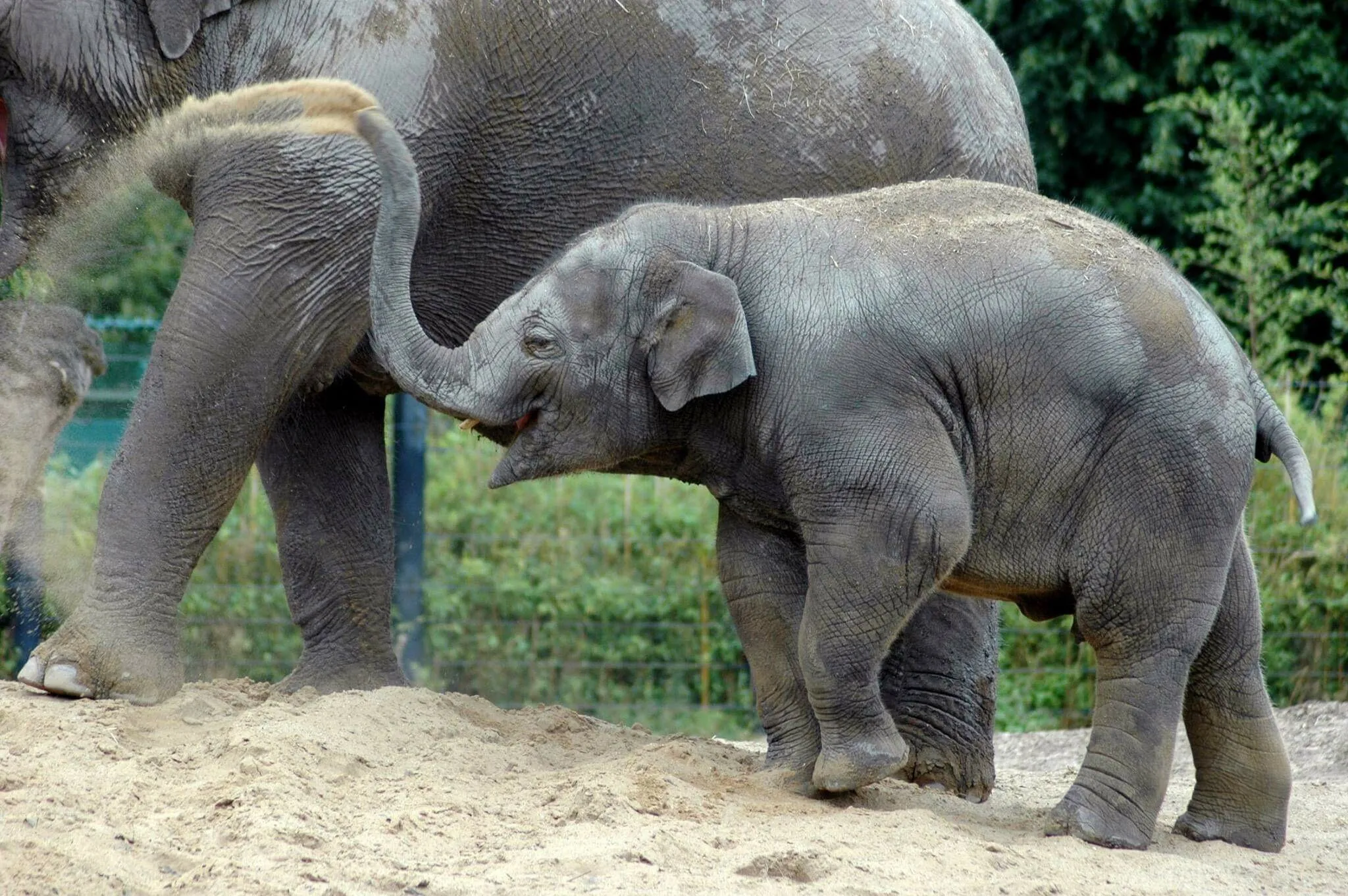 Happy Elephant