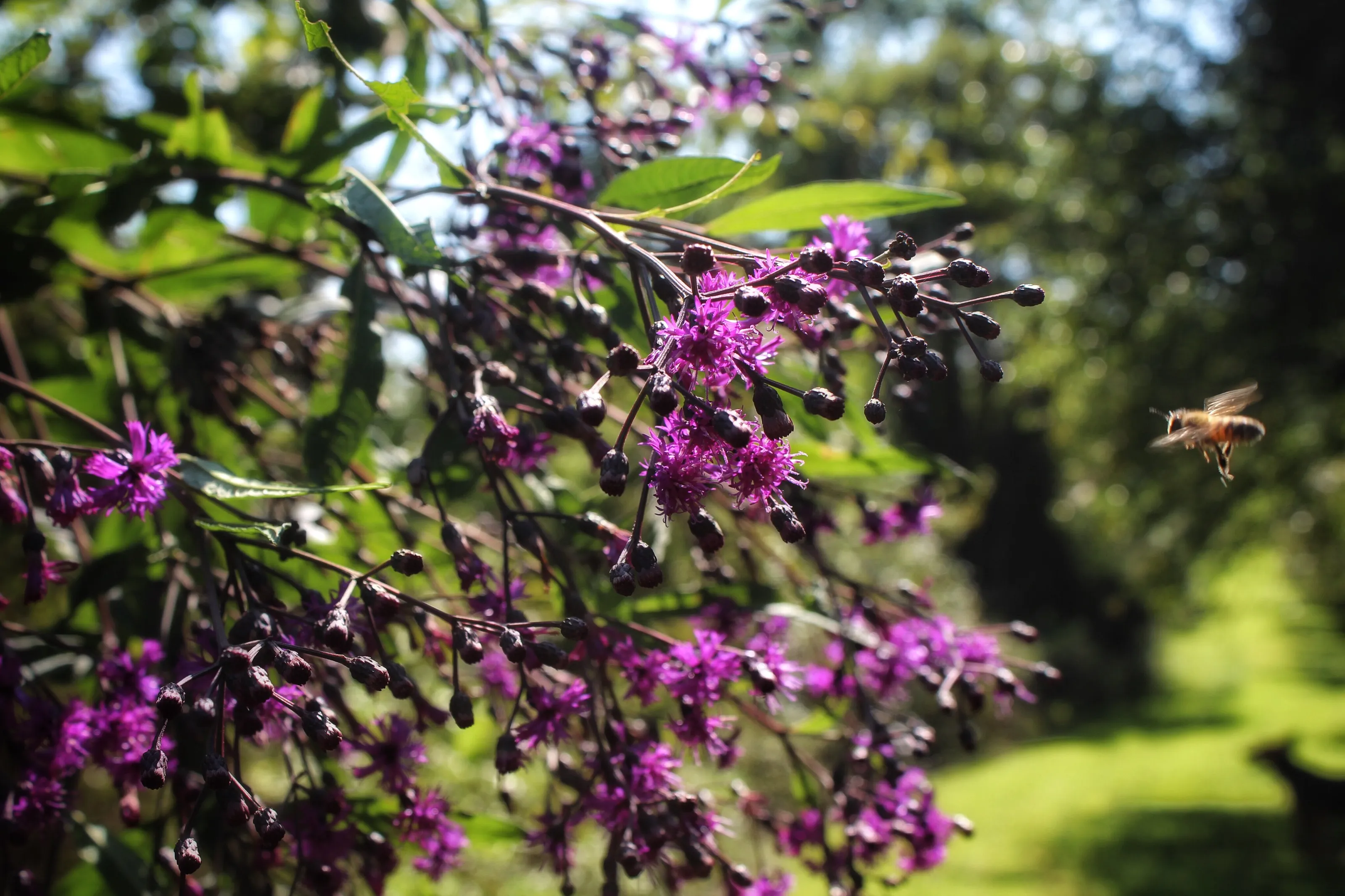 Wonders of Summer