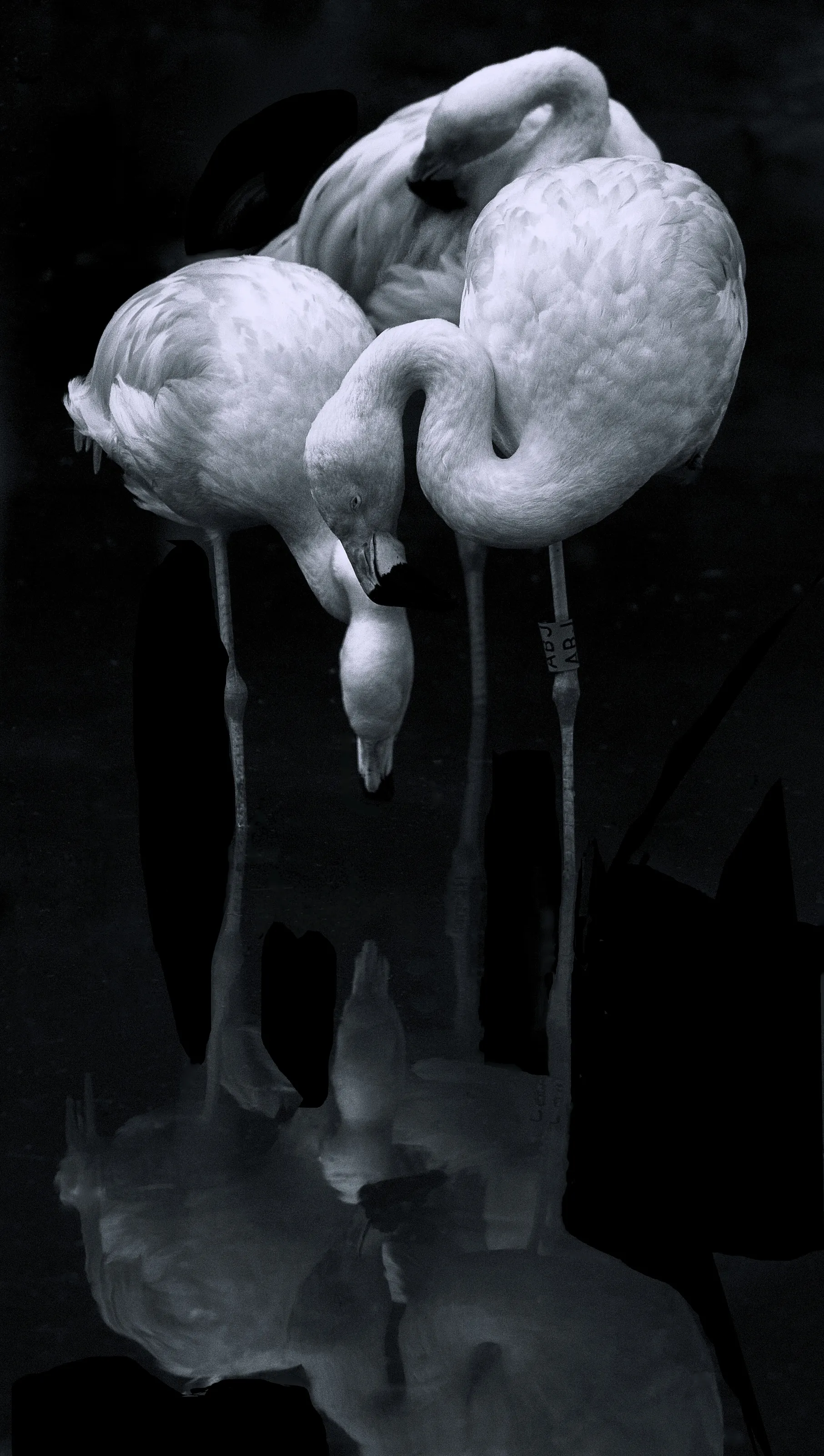 Midnight Flamingos