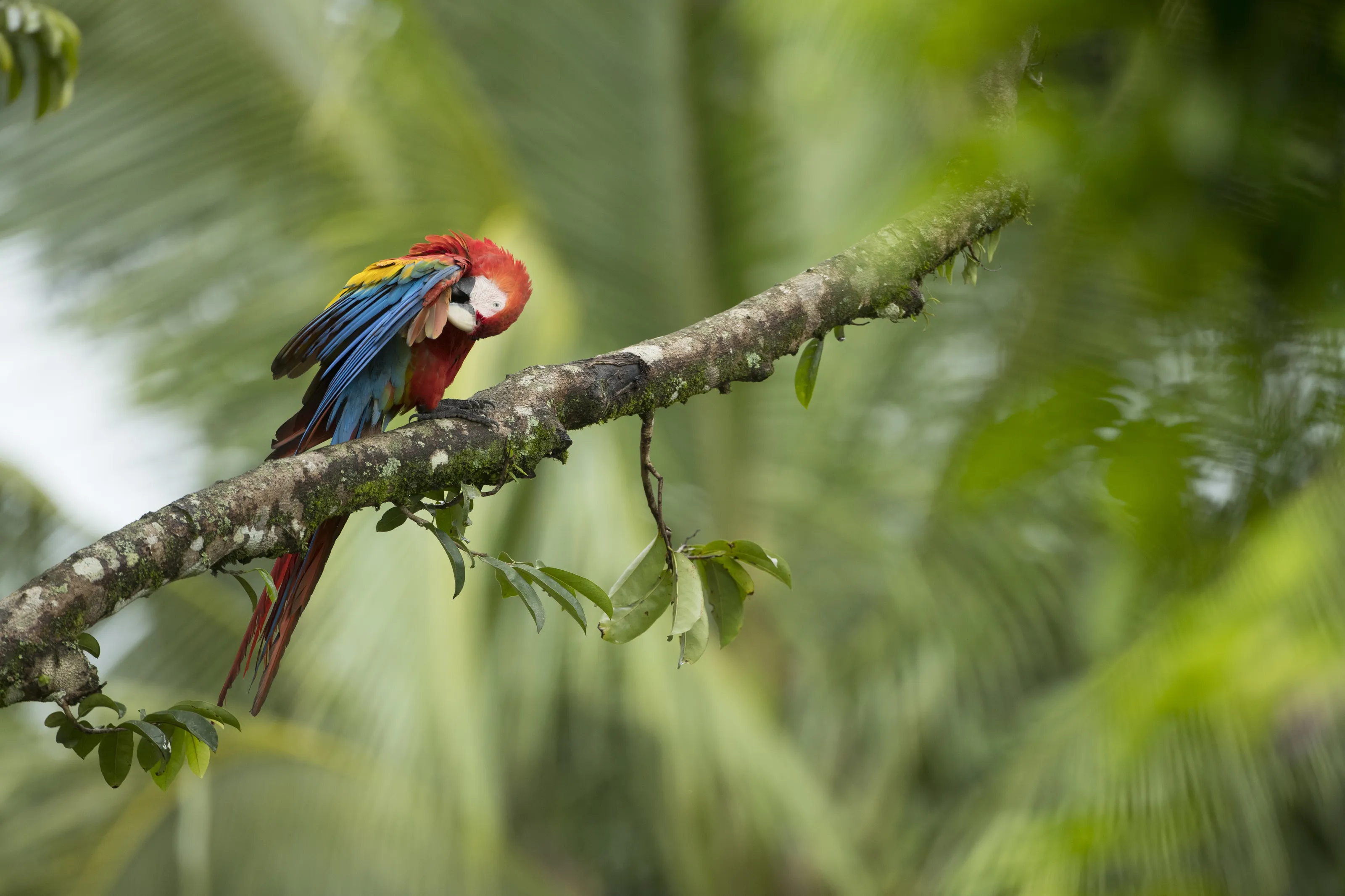 Scarlet Macaw