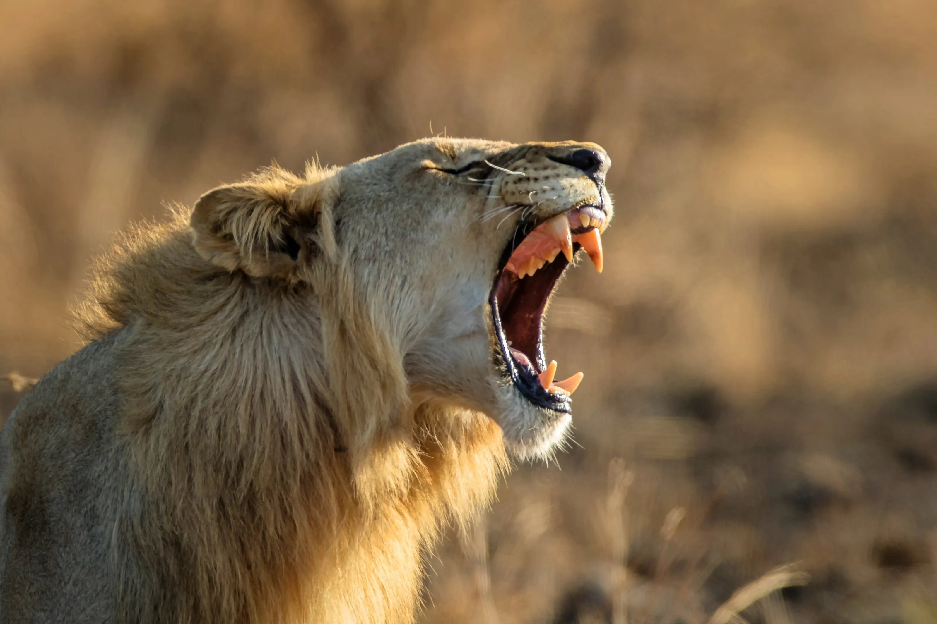 The YAWN
