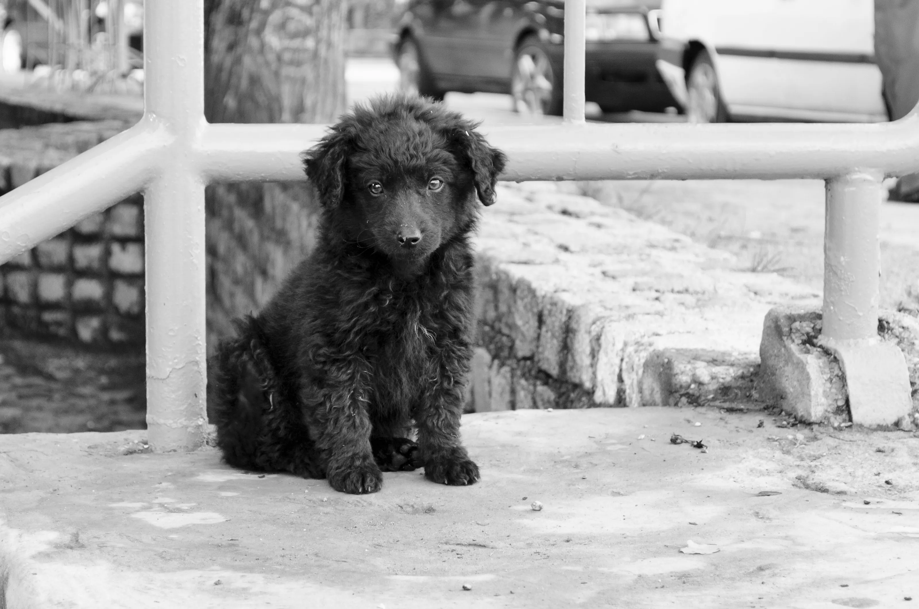 Doggy