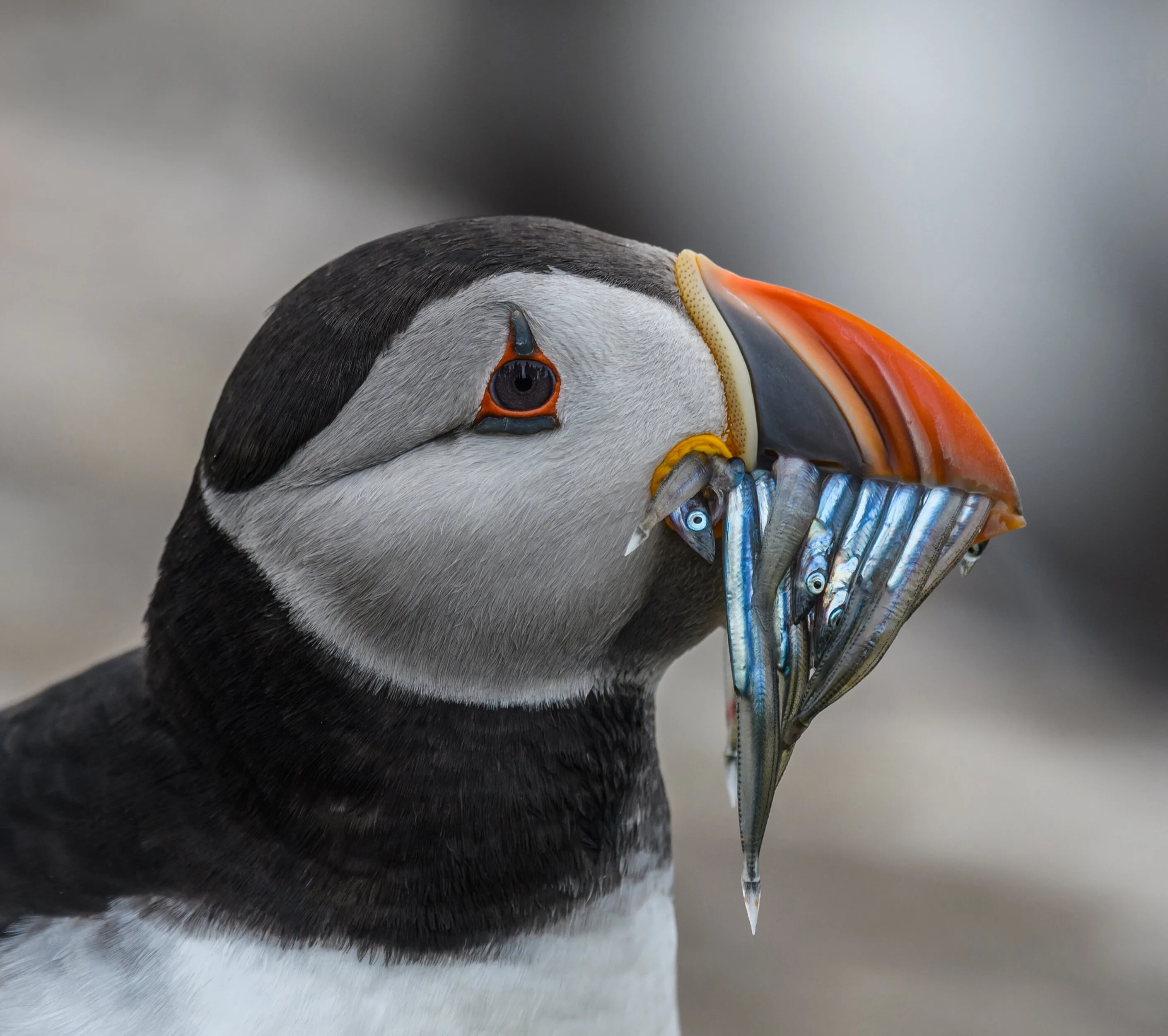 Atlantic Puffin with Catch