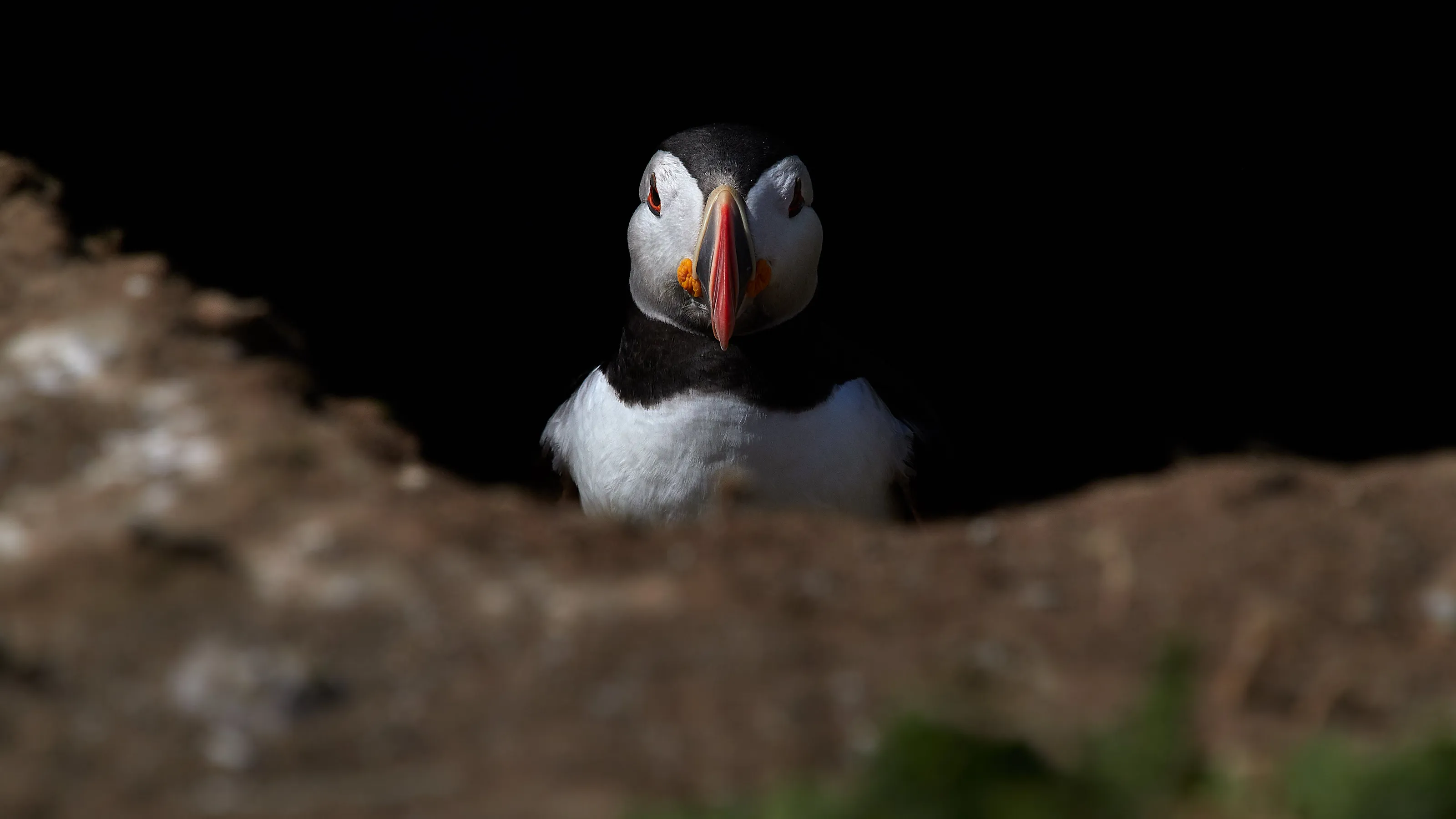 Puffin stare