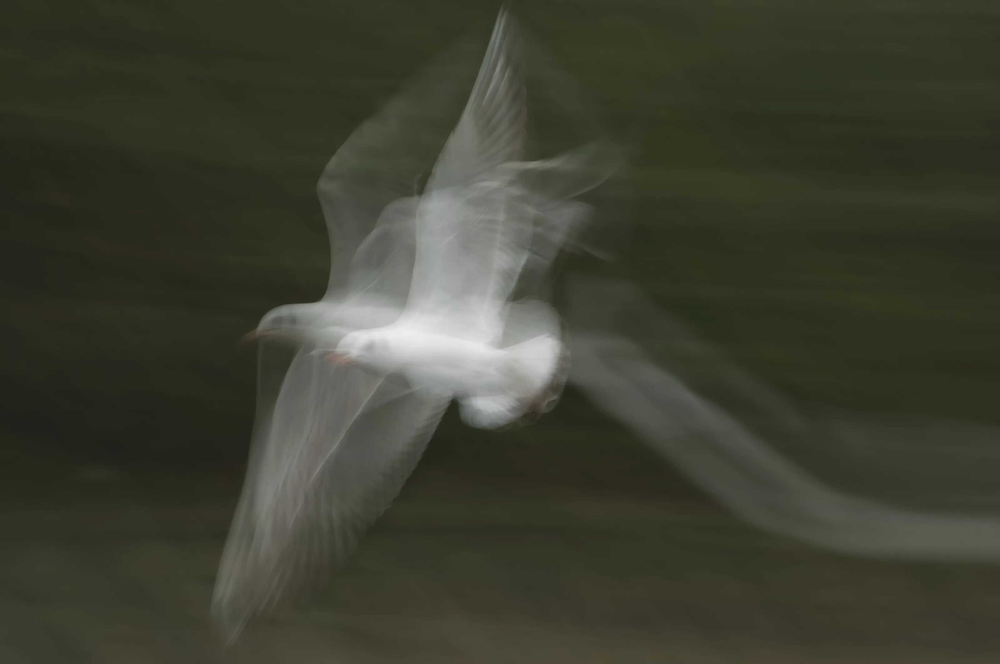 Seagull - Ghost Flight