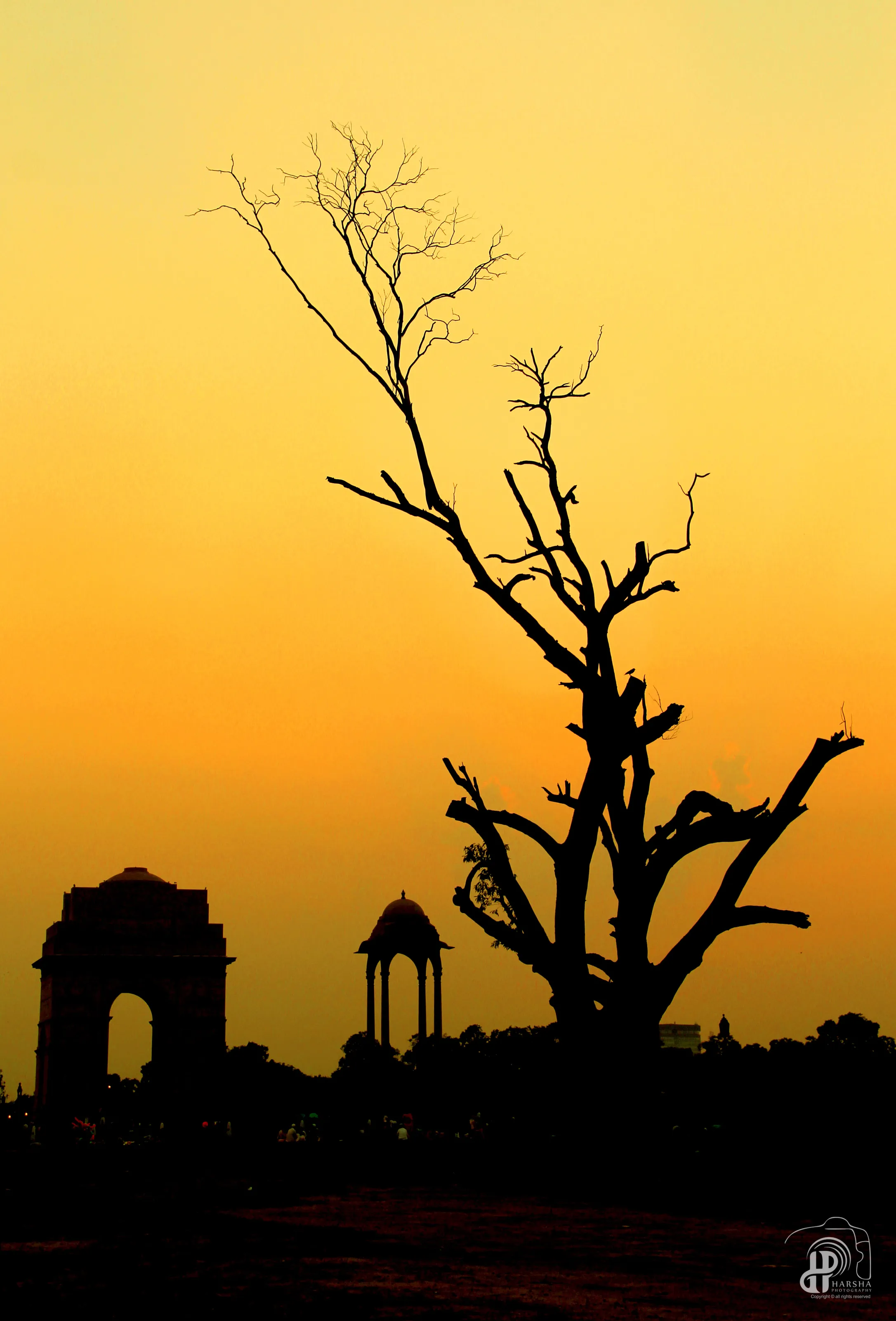 Dead Tree.... Though Dead brings LIFE to the Image