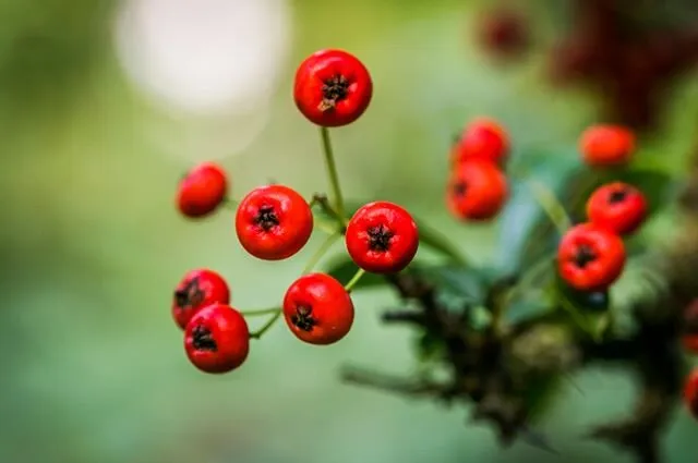Autumn Berries