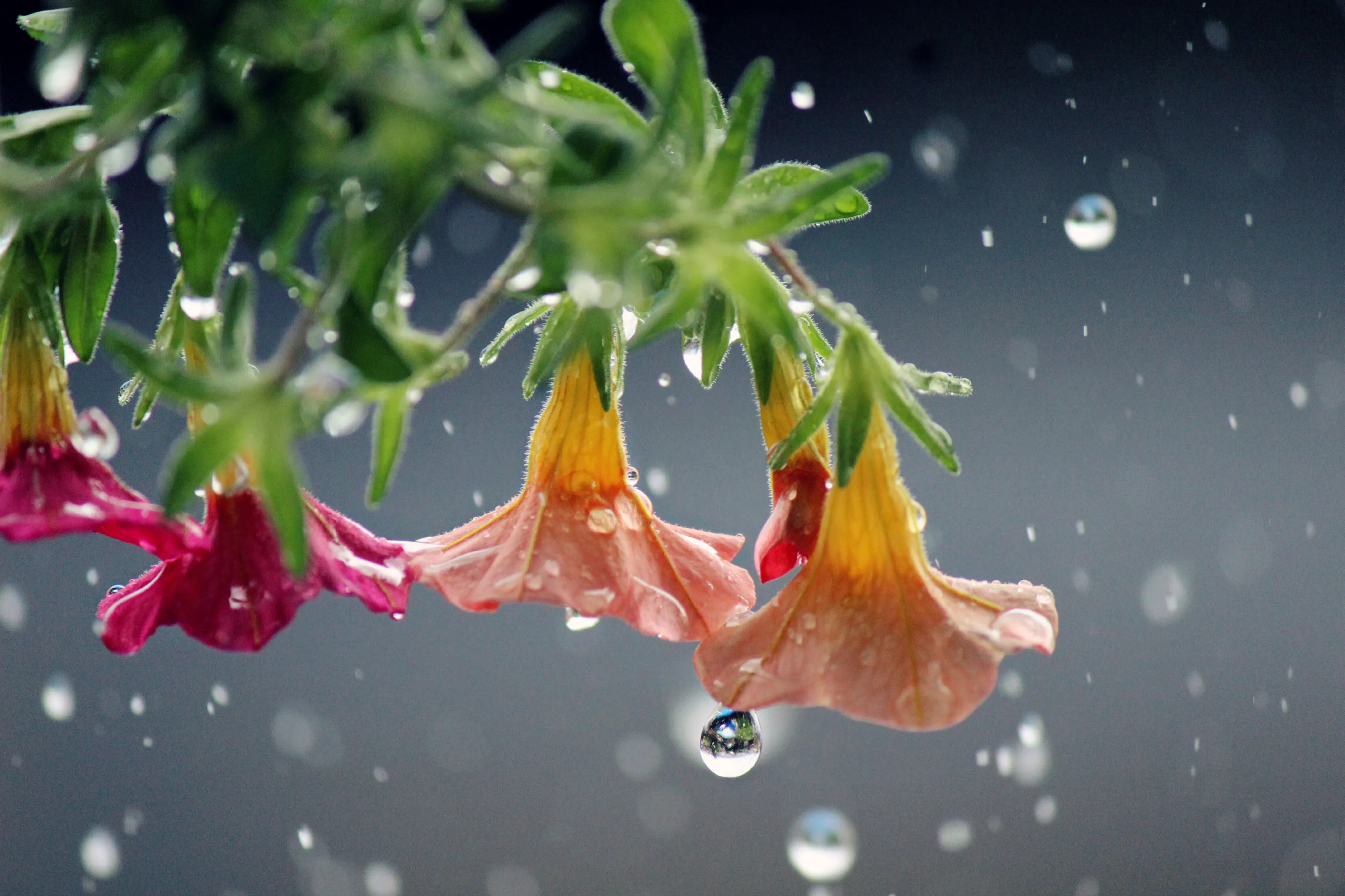 Sun Shower