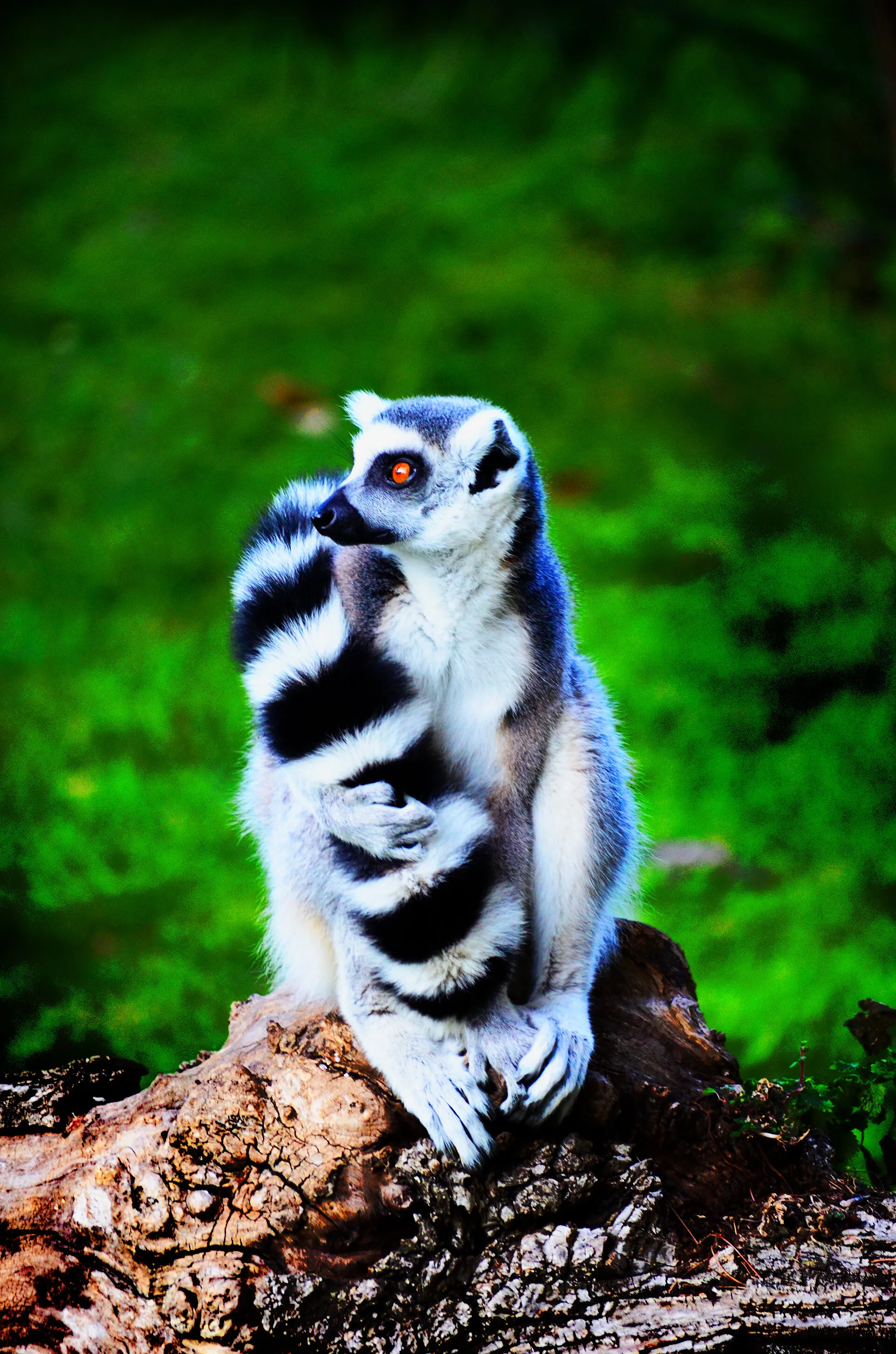 Lemur