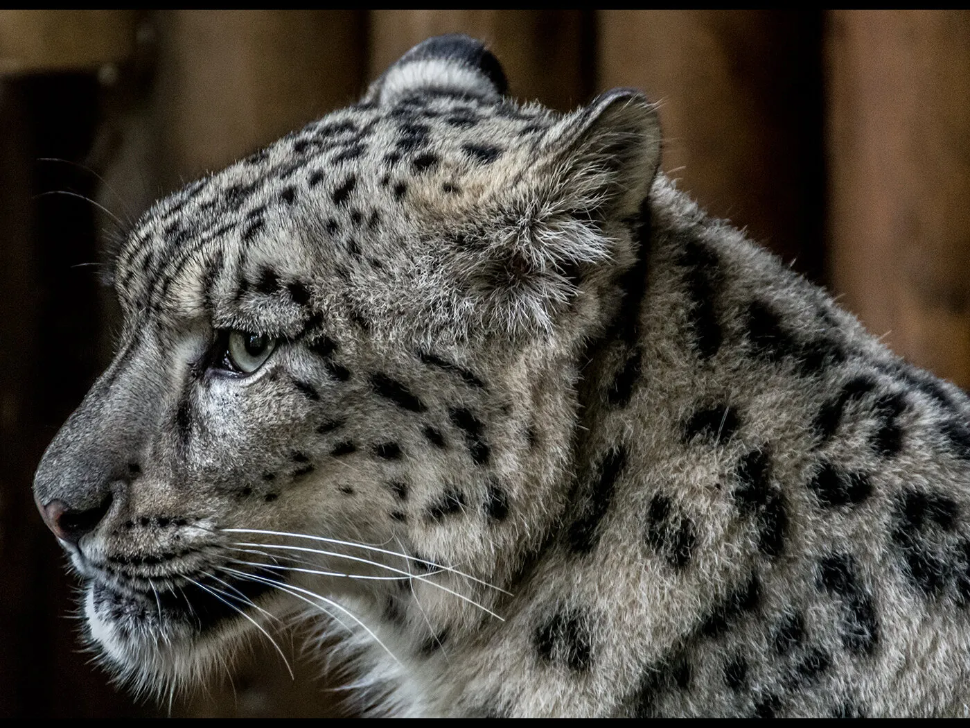 Snow Leopard