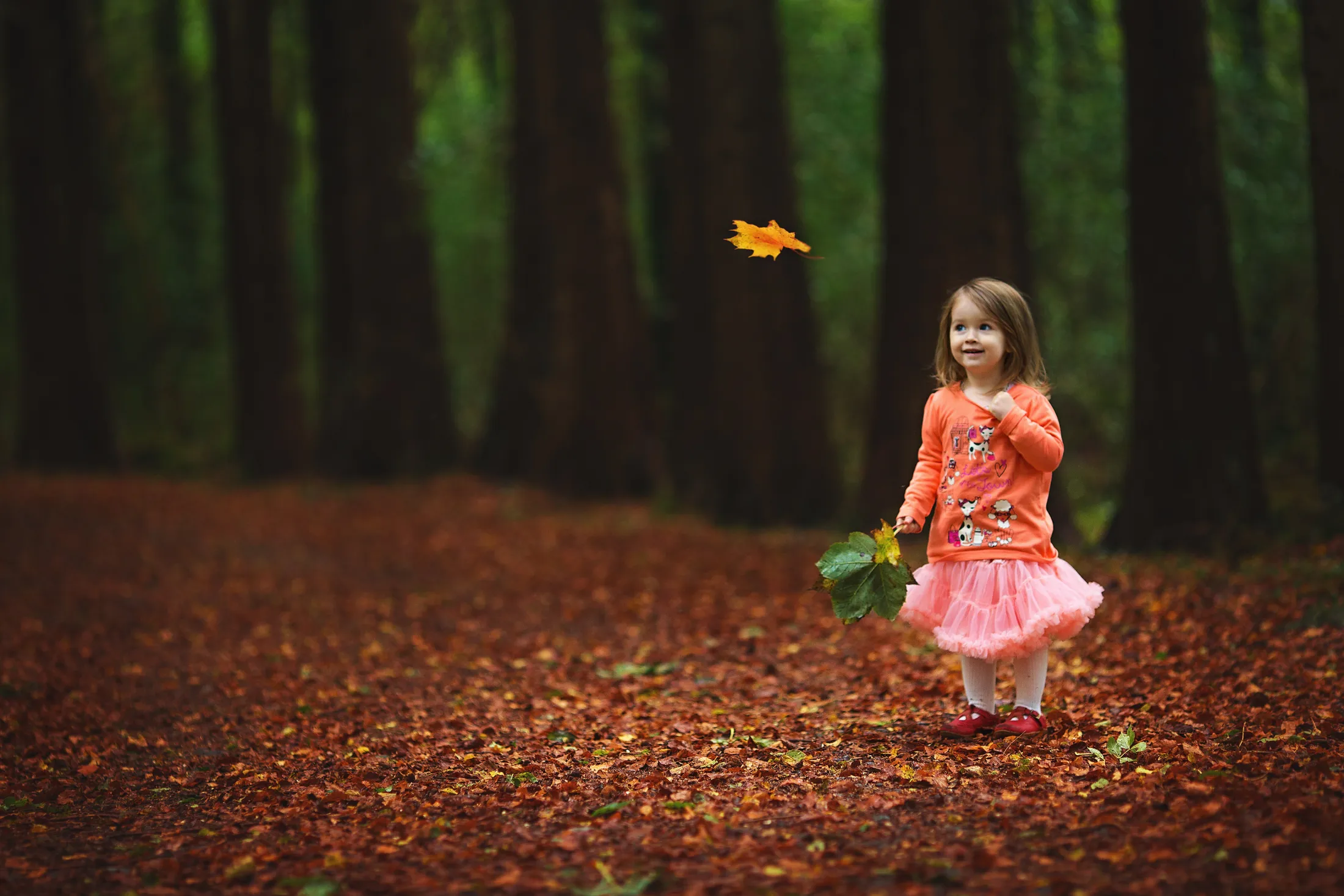 Autumn magic