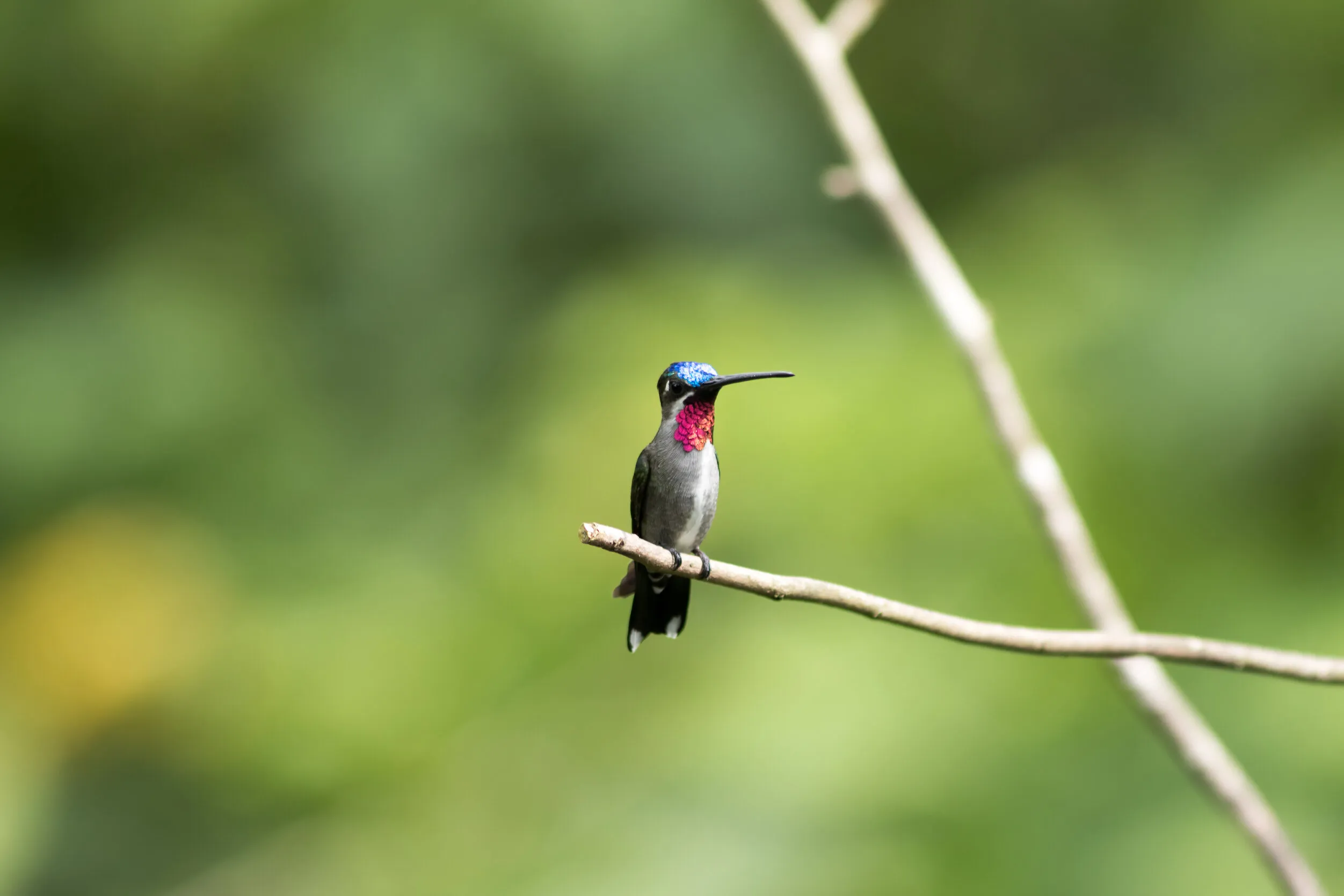 Long-billed Starthroat