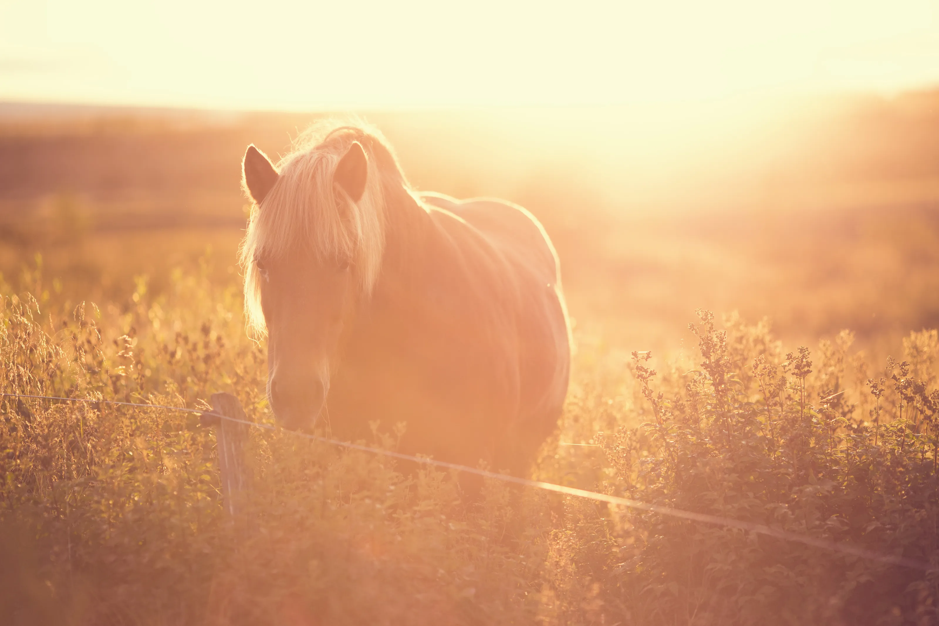 Horse on the field at sunste