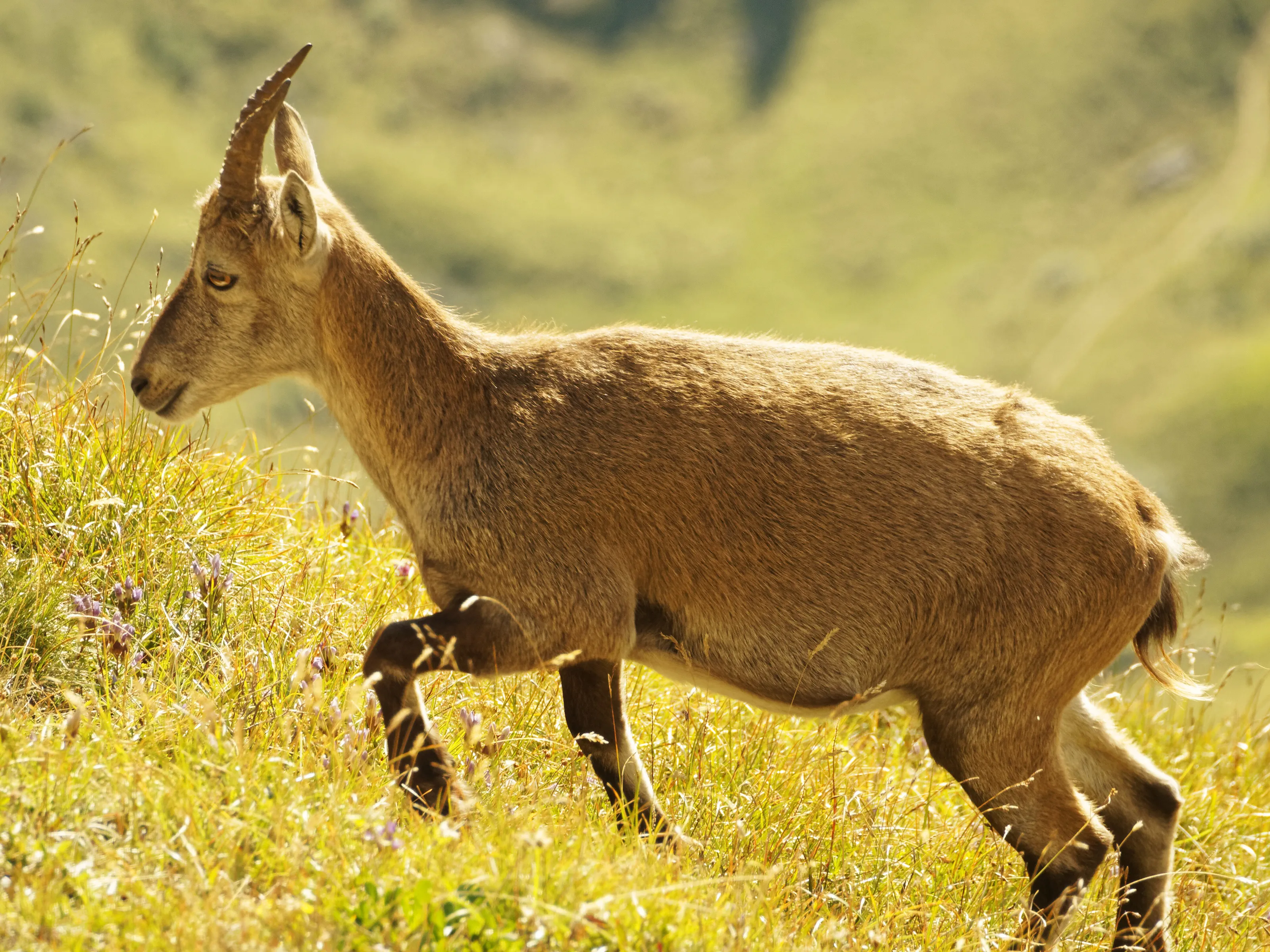 Ibex