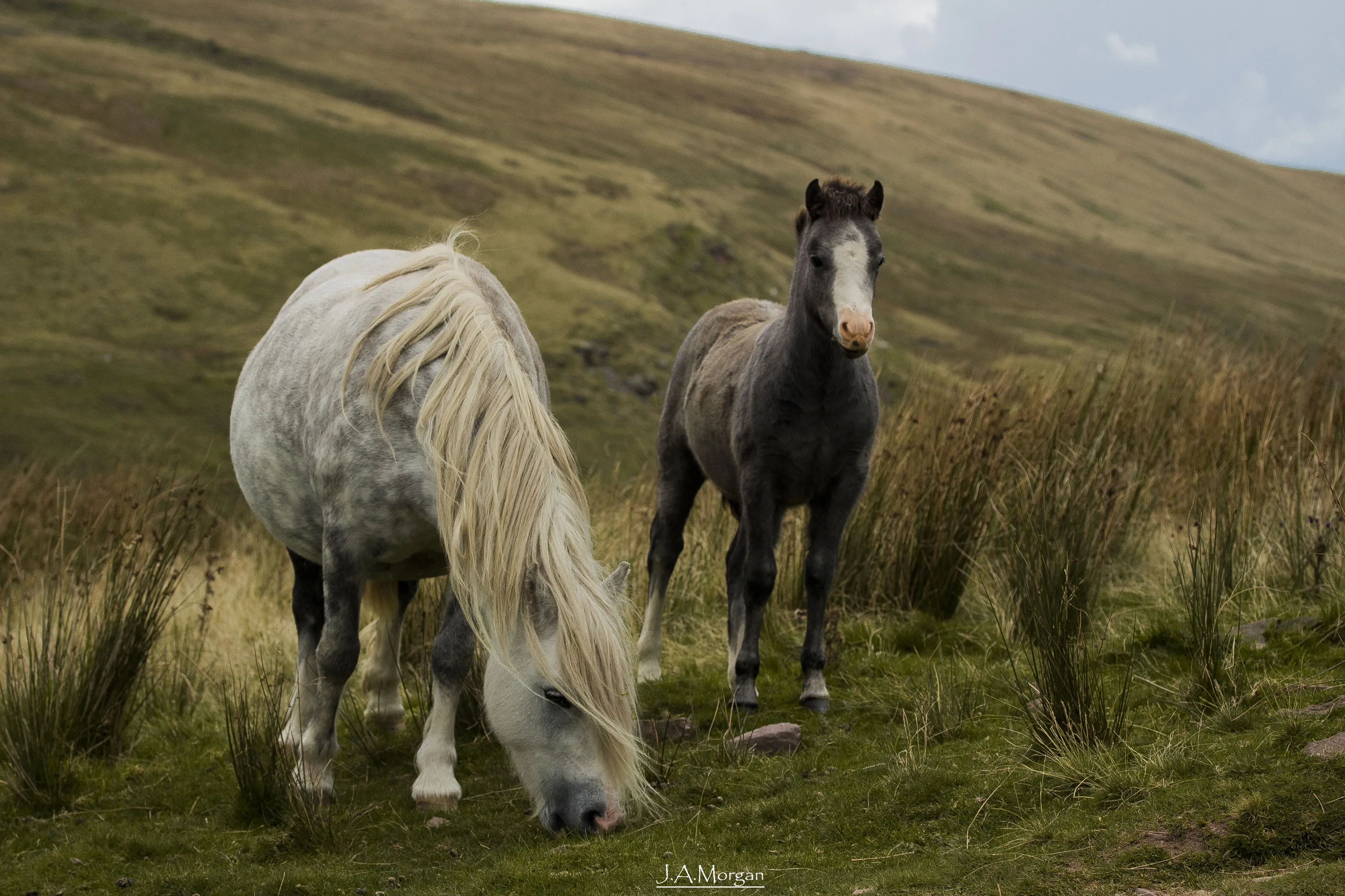 Brecon Beacons pony's
