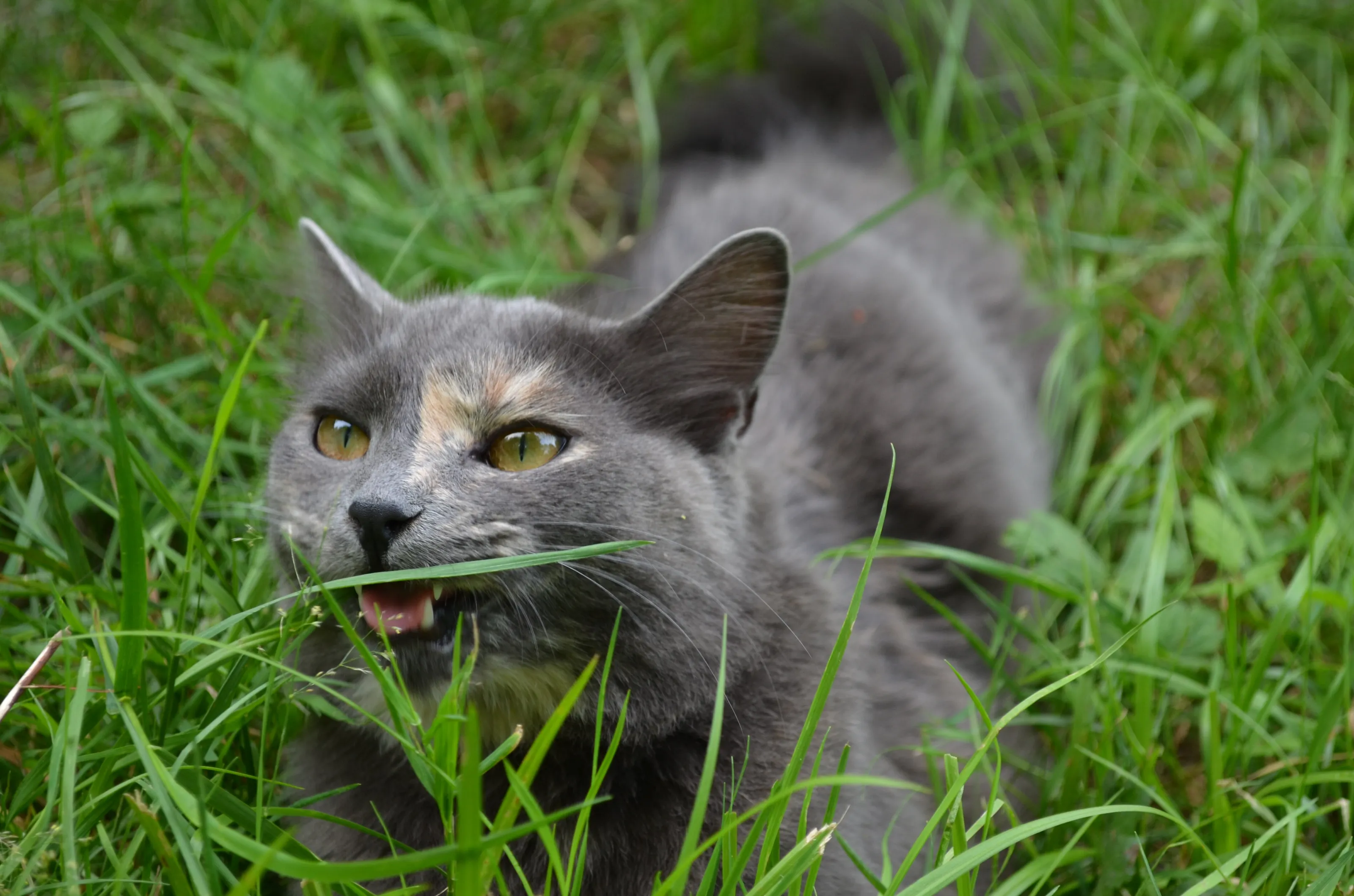 Sneezing Cat