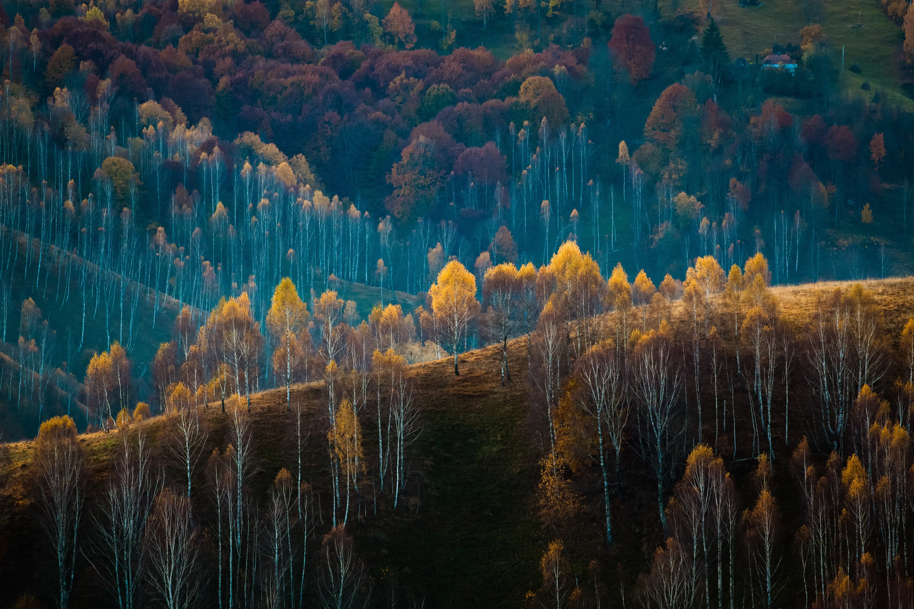 Autumn trees
