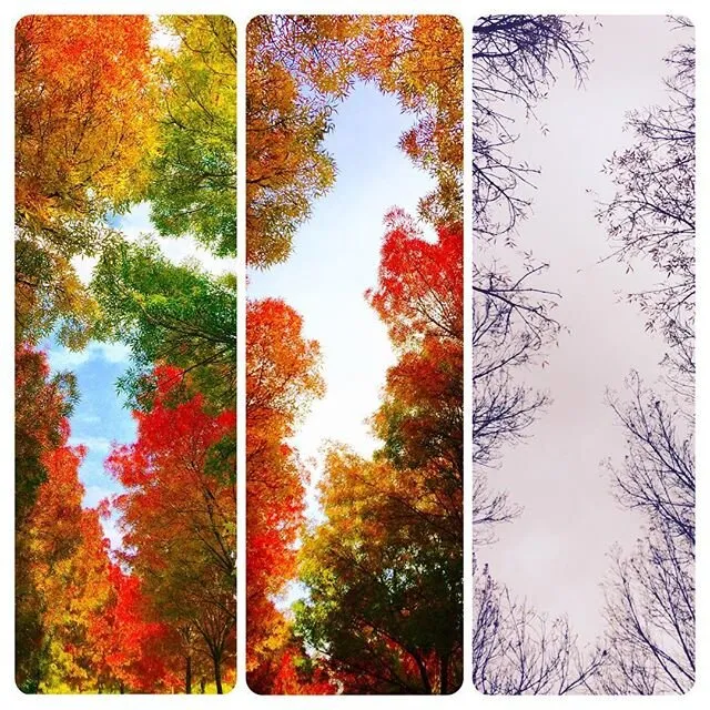 Contrasts