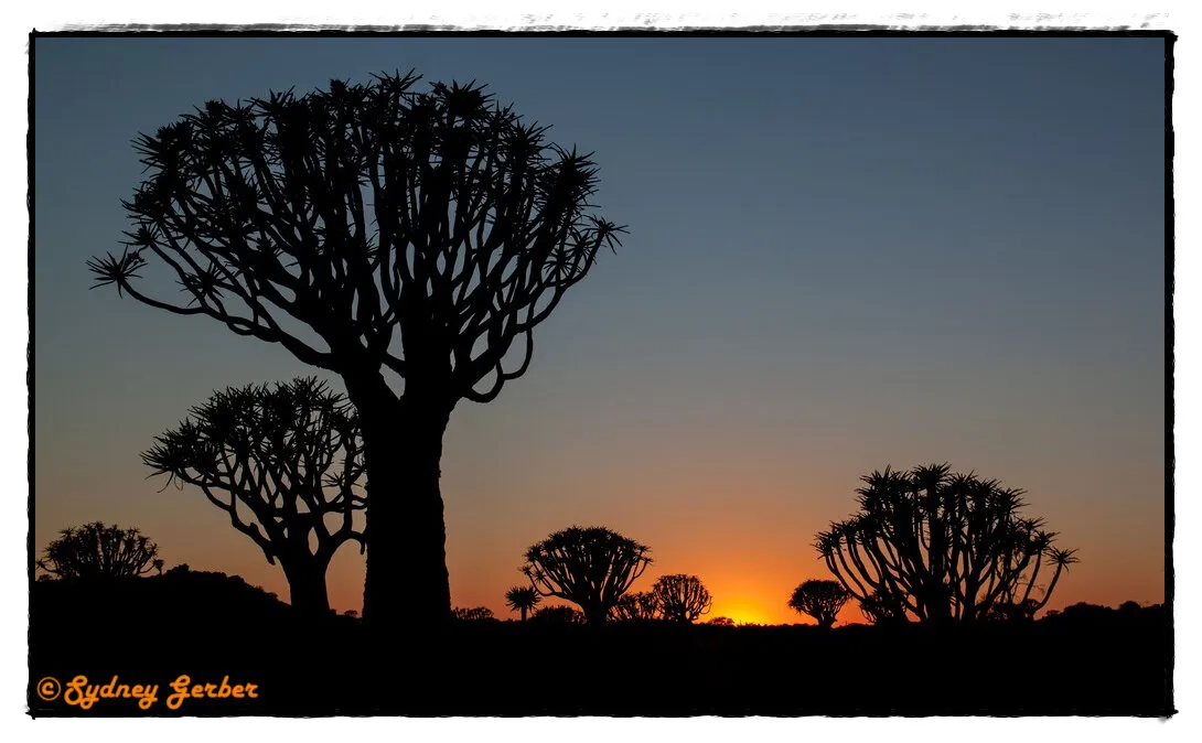 Quivertree