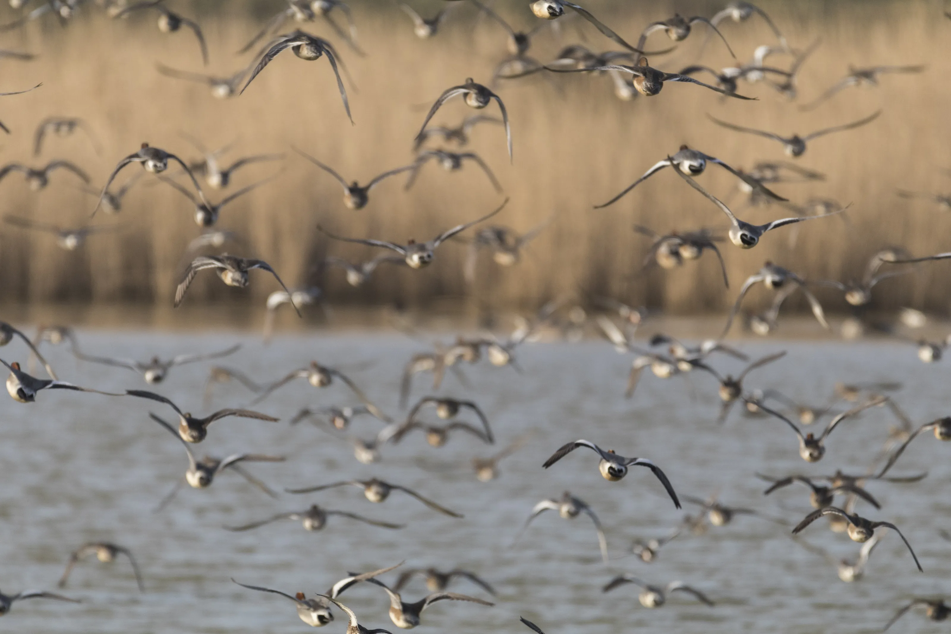 reedbed flee