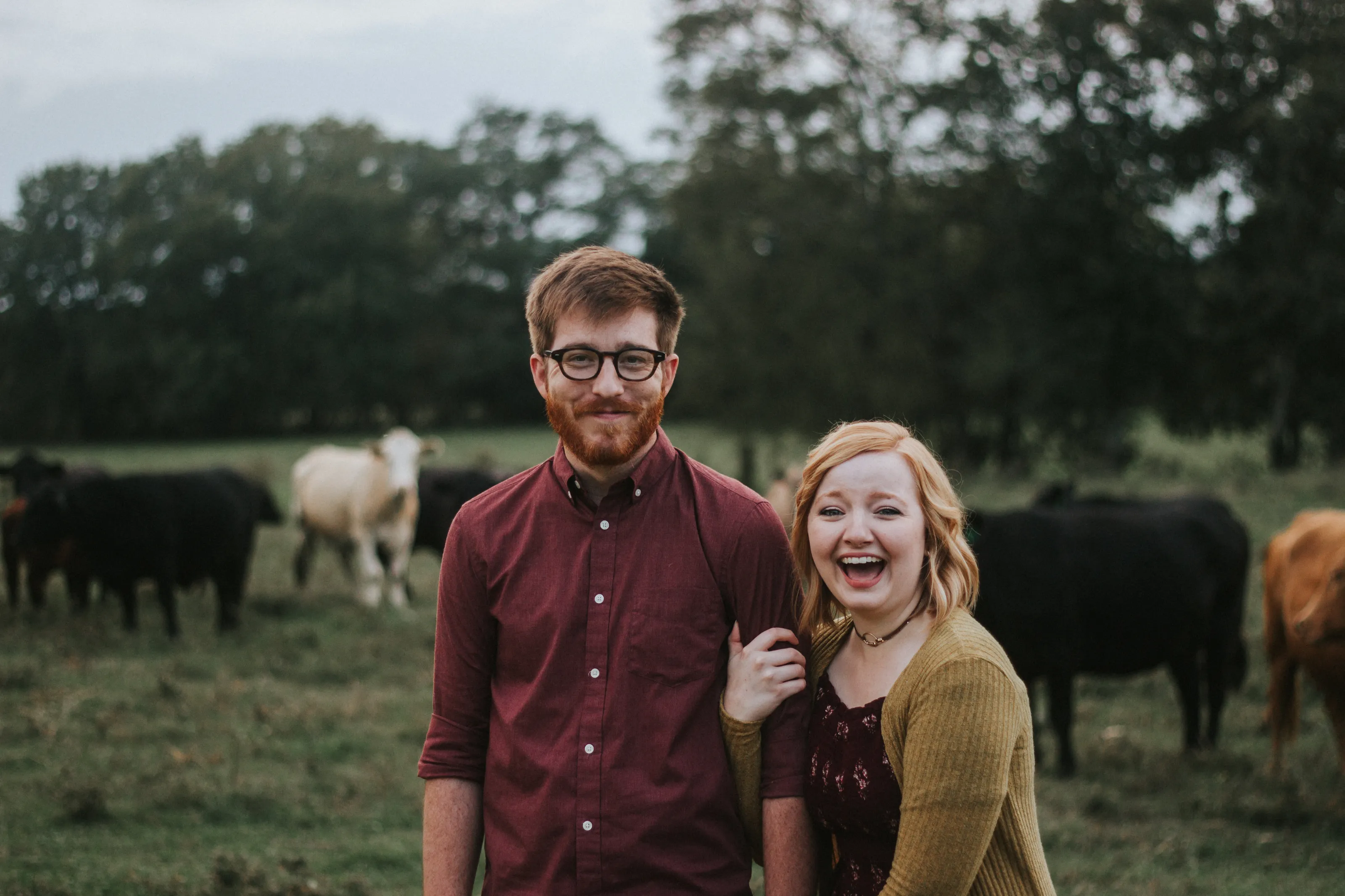 Look out for the cows!