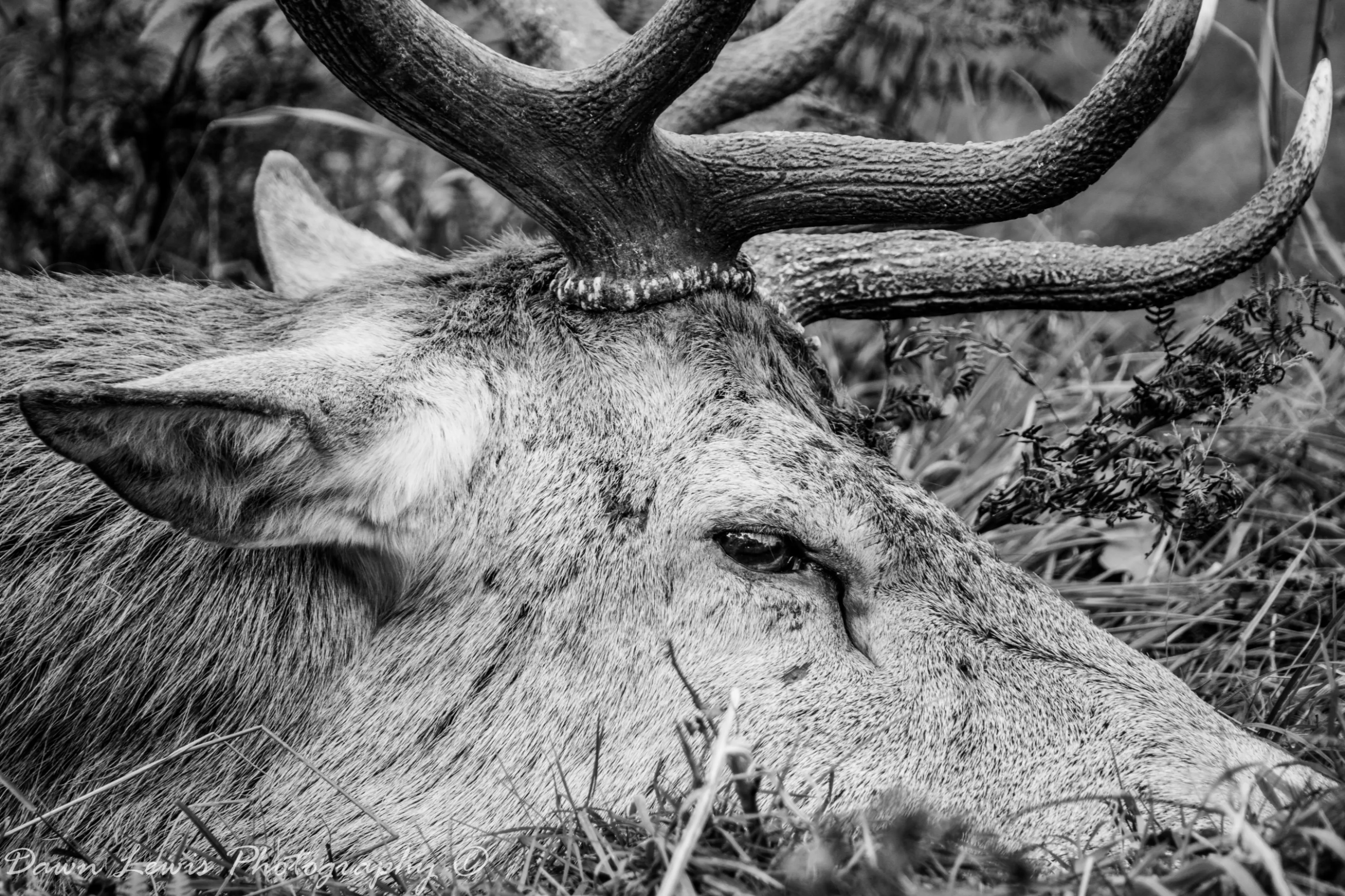 Resting Deer B&W