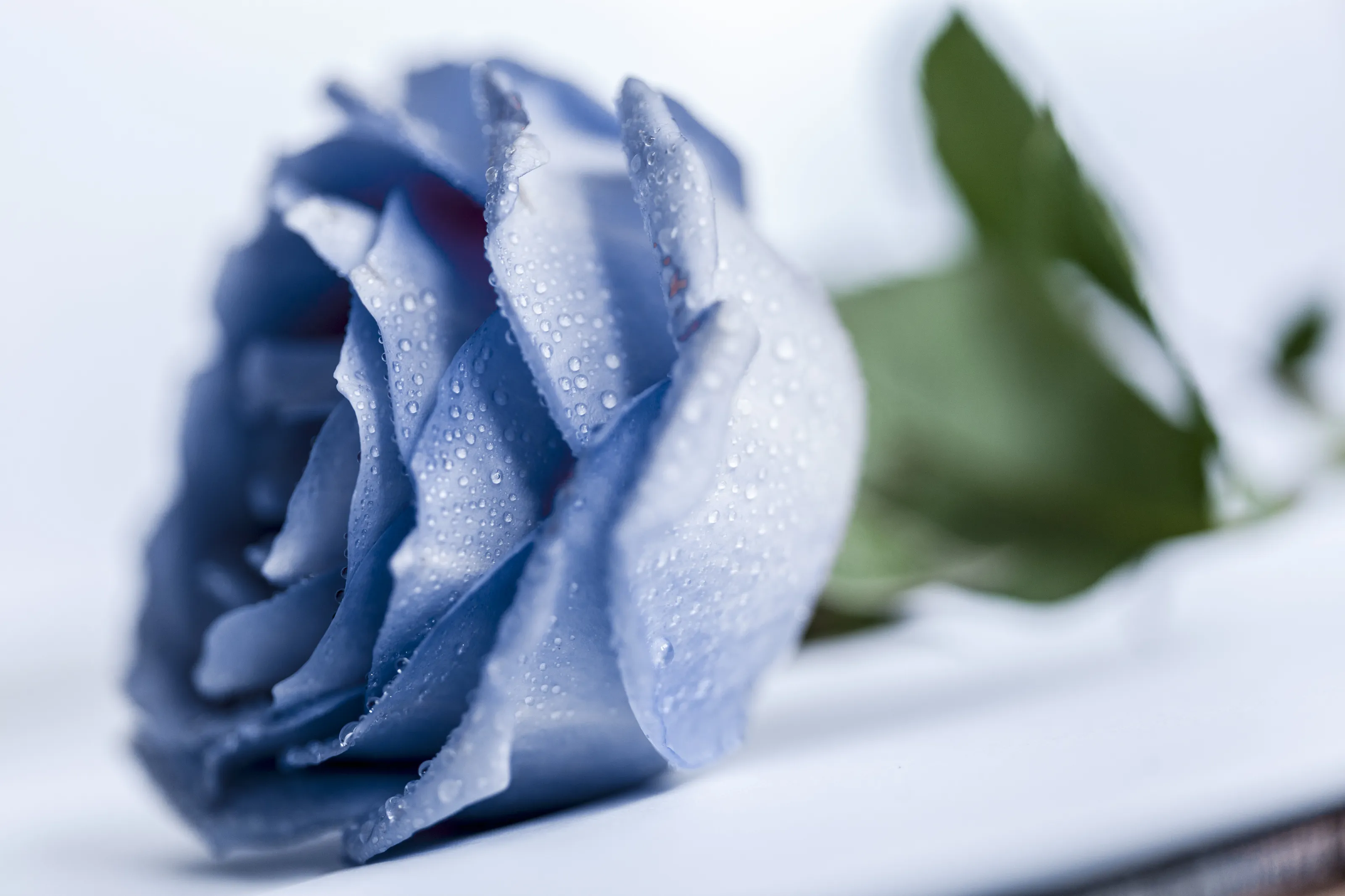 Blue Rose