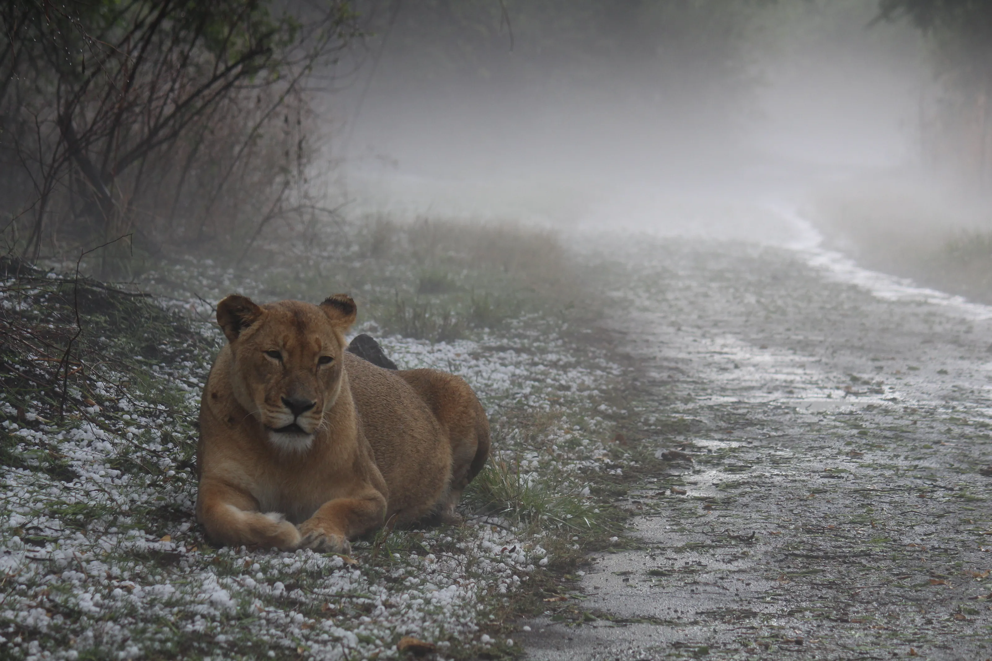 Lioness in the hailstorm