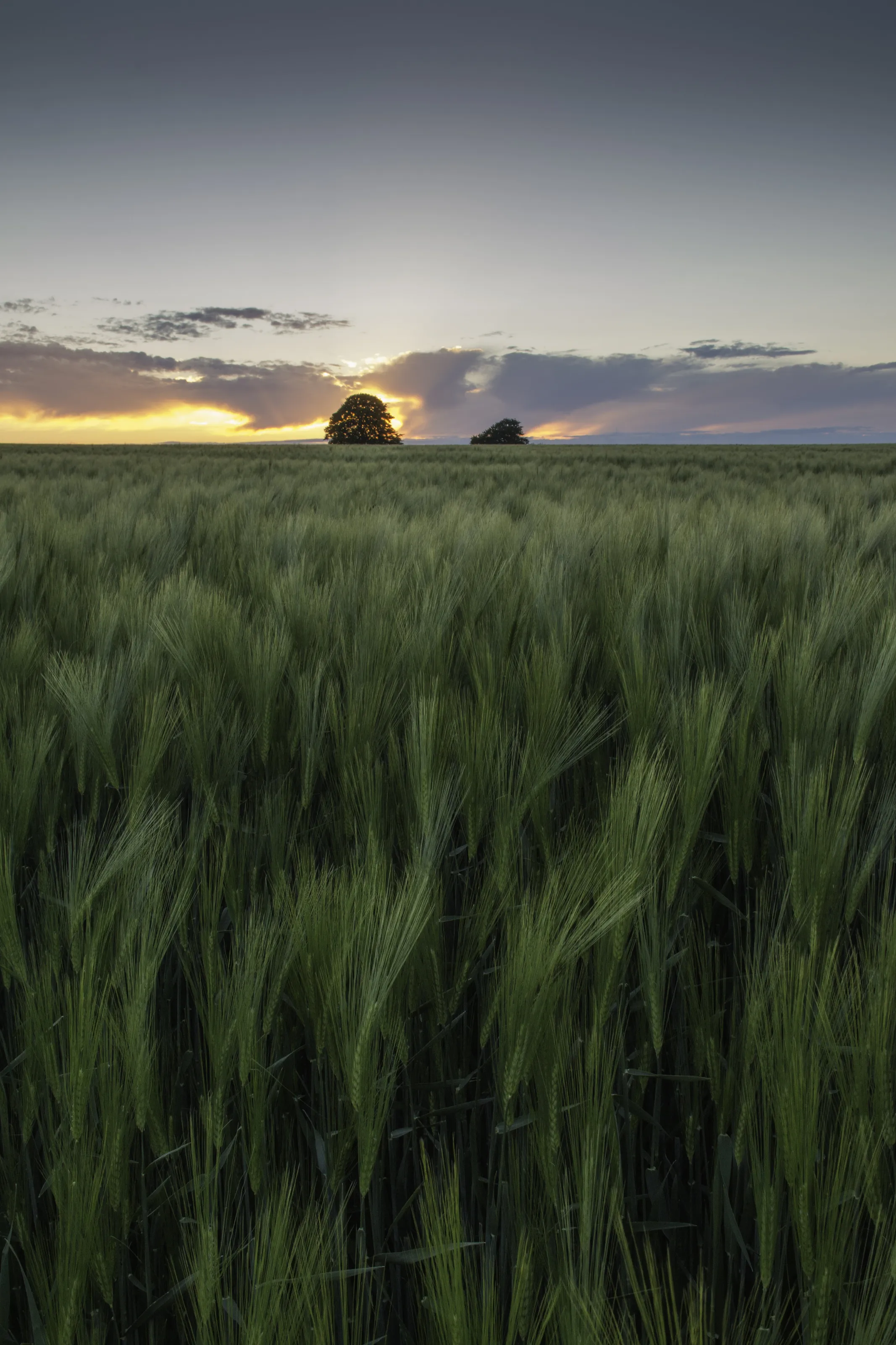 Barley Field Sunset