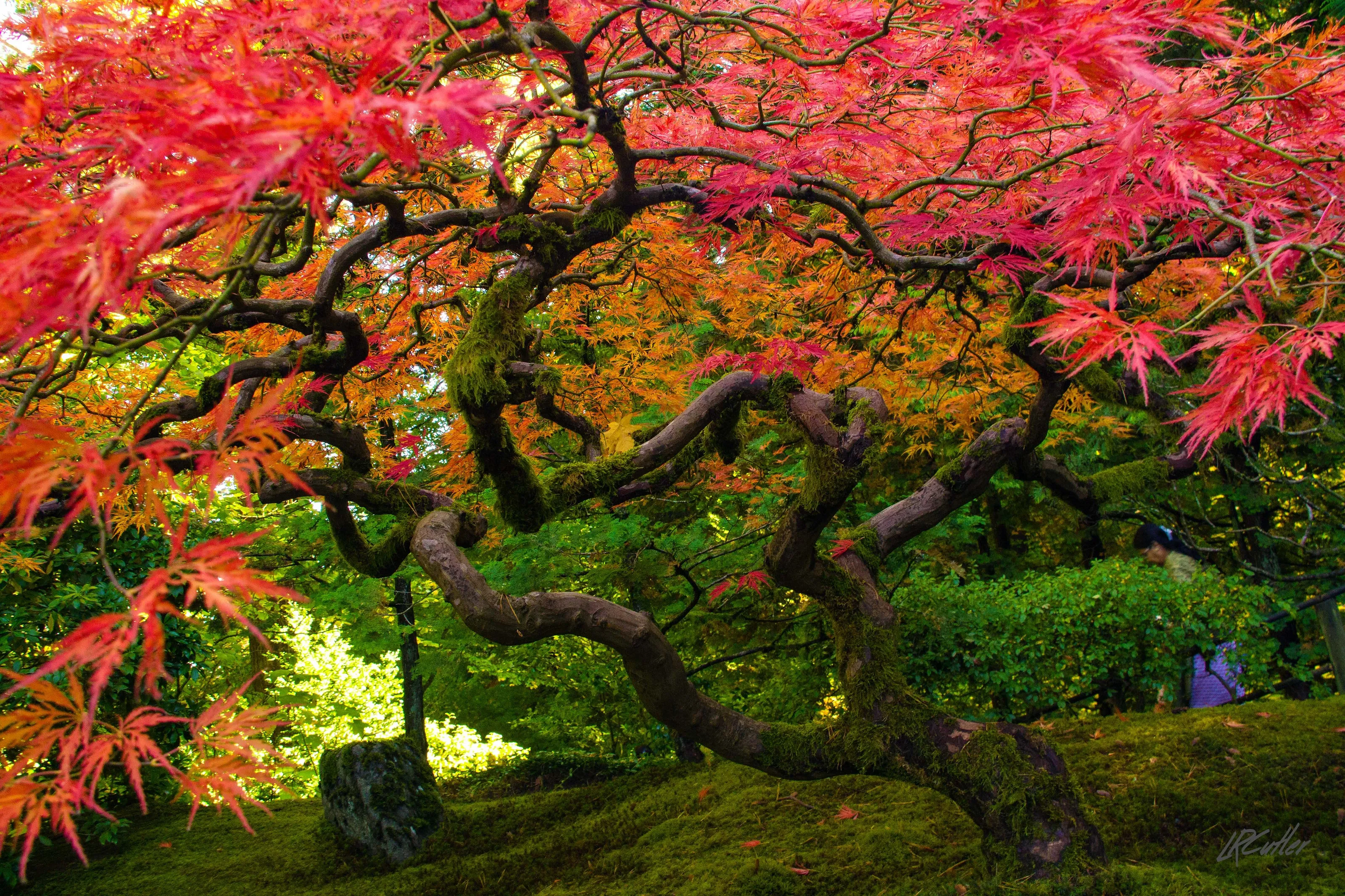 Japanese Vine Maple