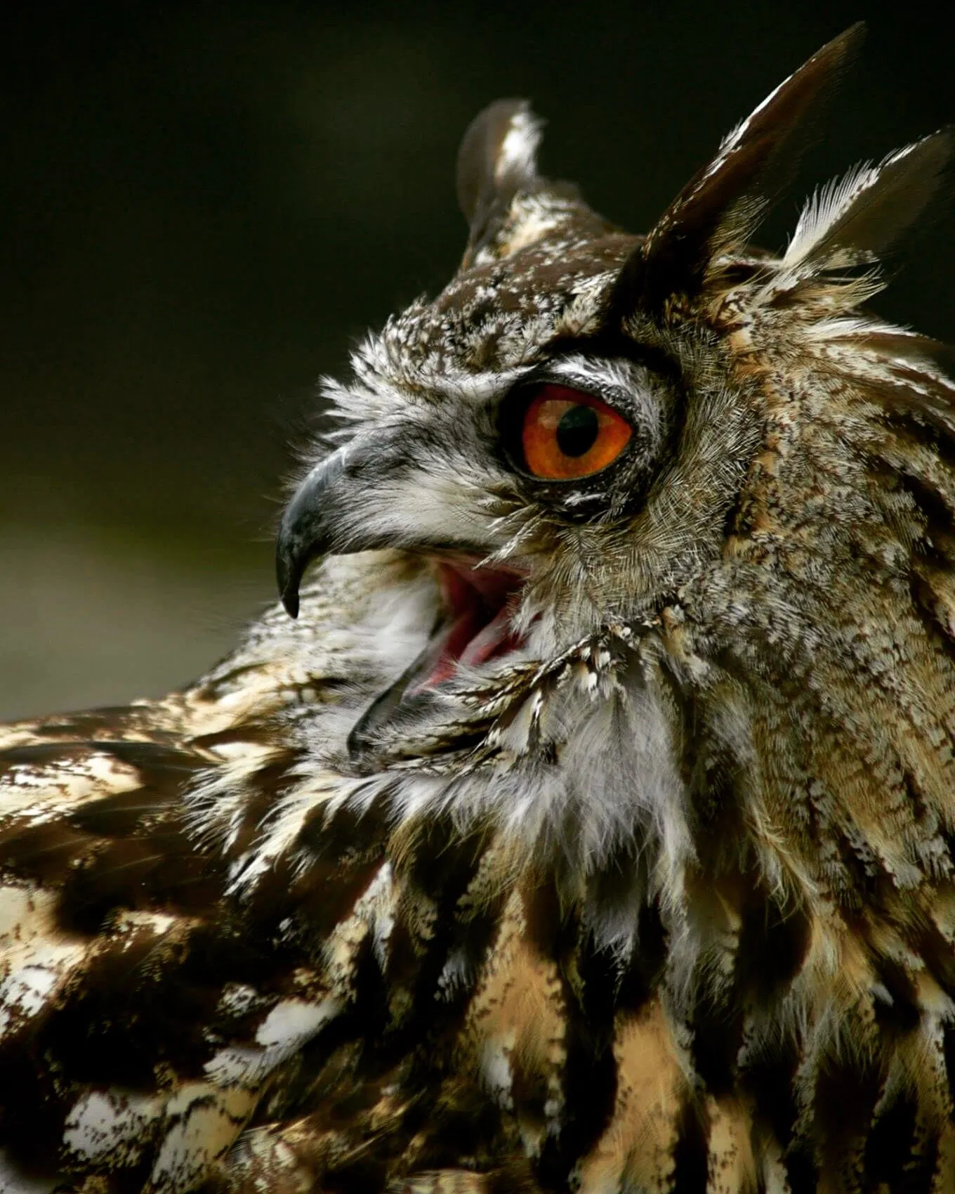 Close up owl