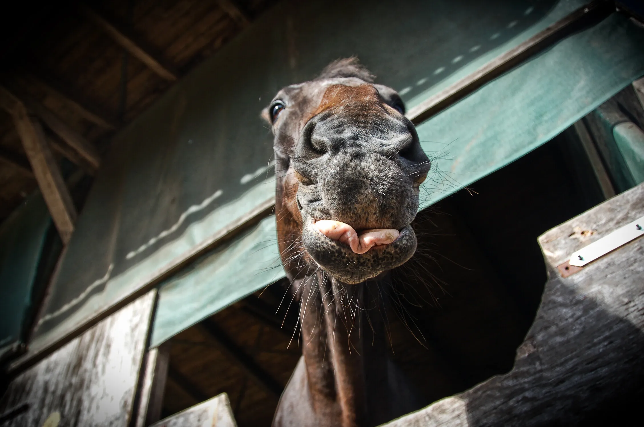 Smiling Horse