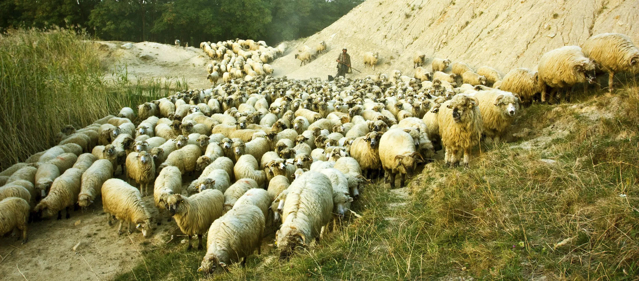 Keep with the herd