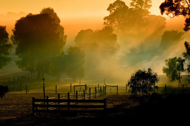 Manjimup mist