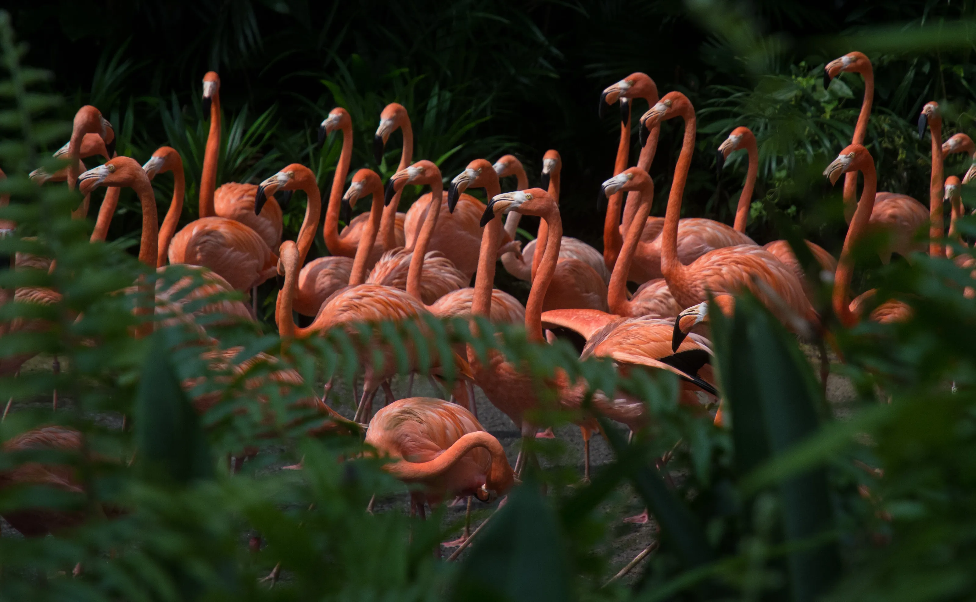 Flamingos