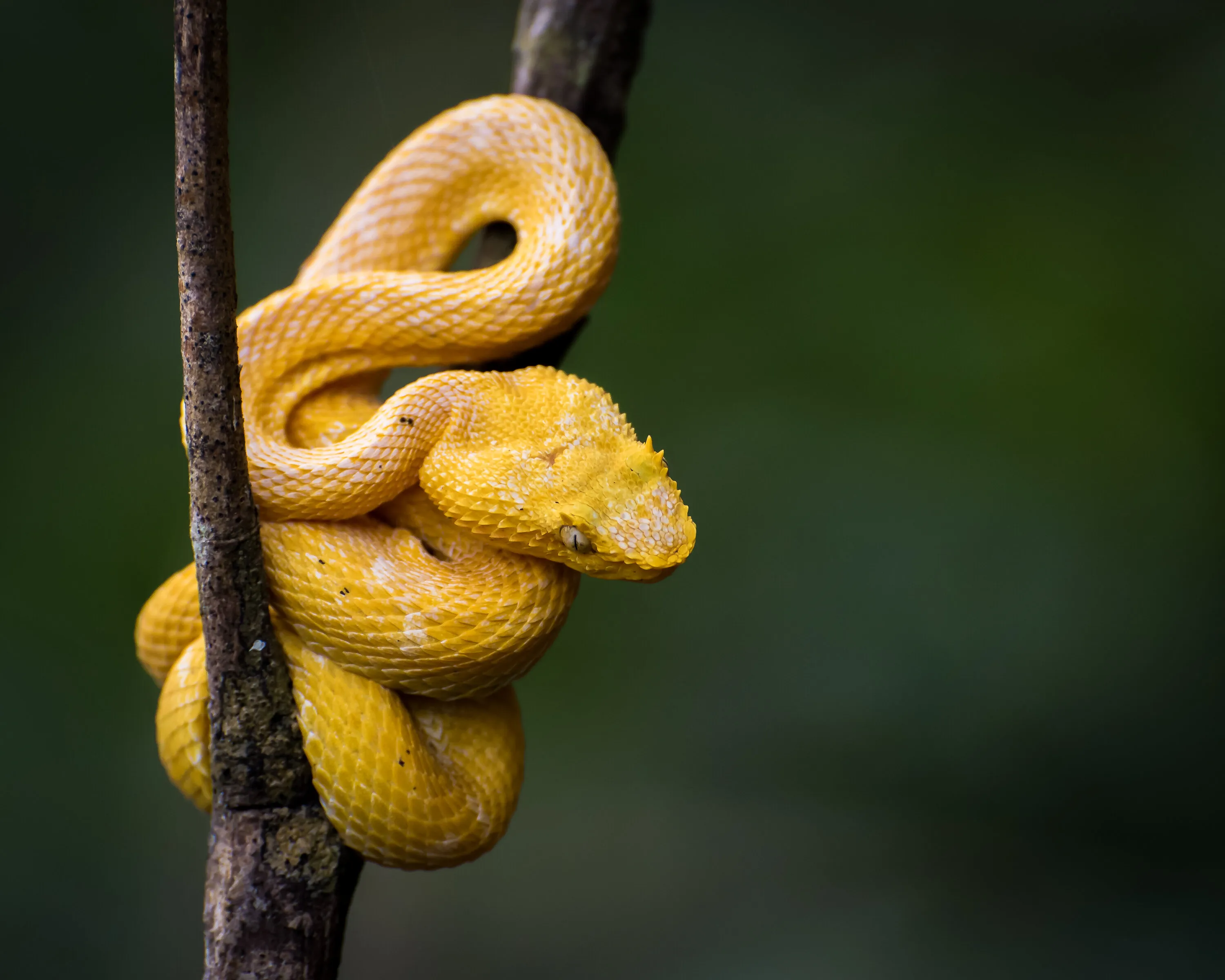 Eyelash Palm Pitviper