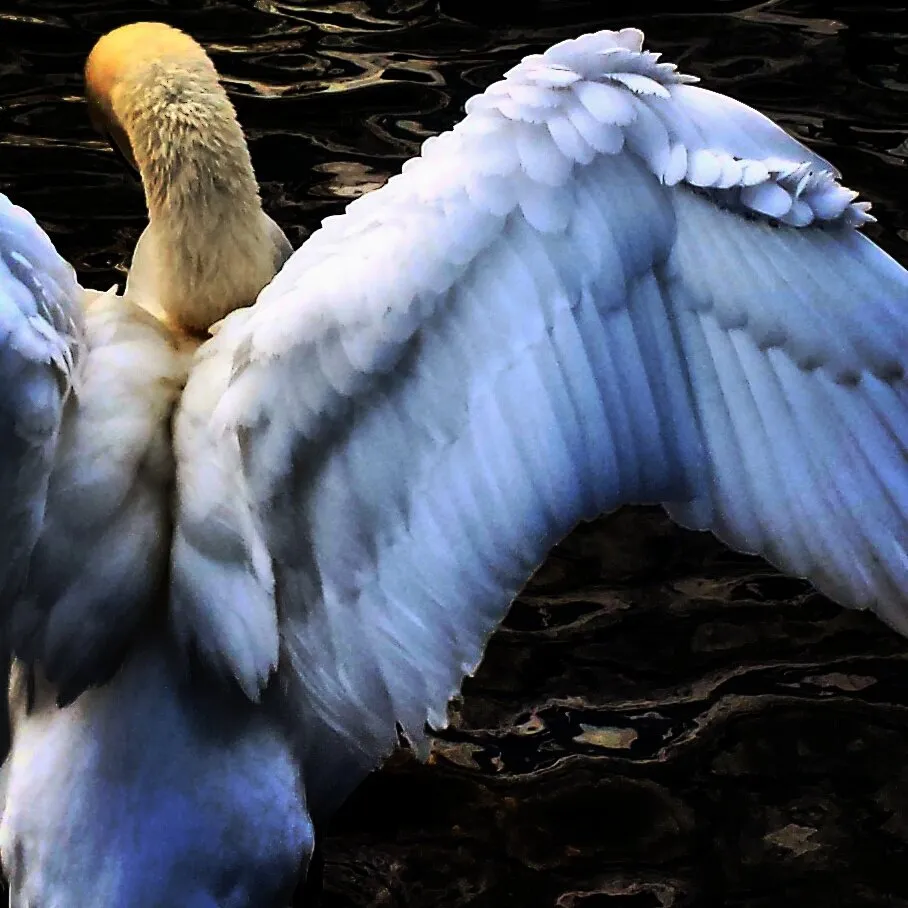 Swan wings