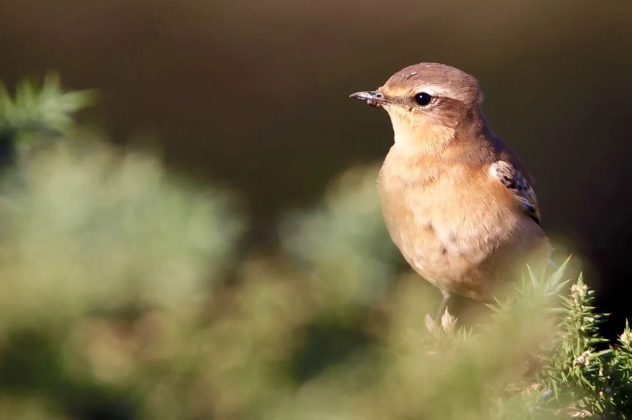 Entry 4239177