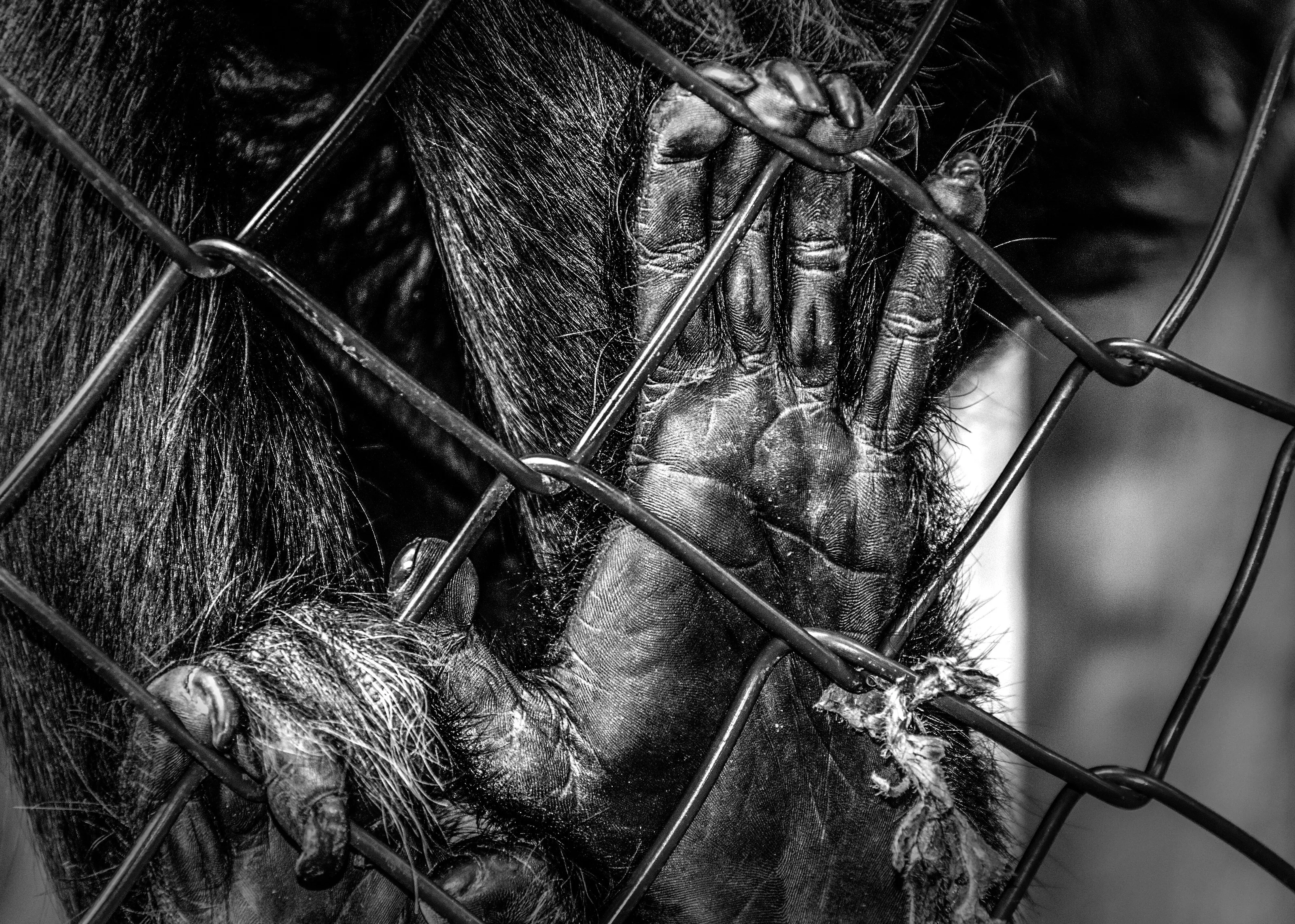 captivity