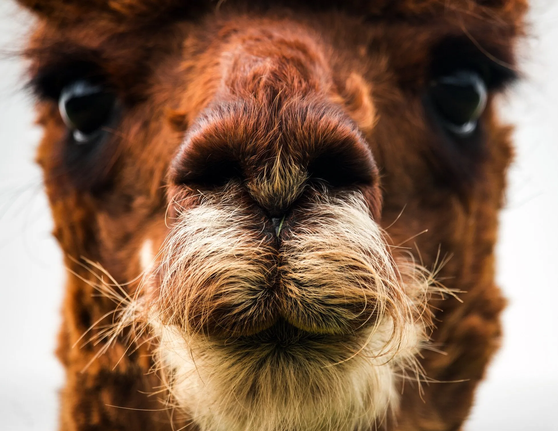 Alpaca Southern Highlands NSW