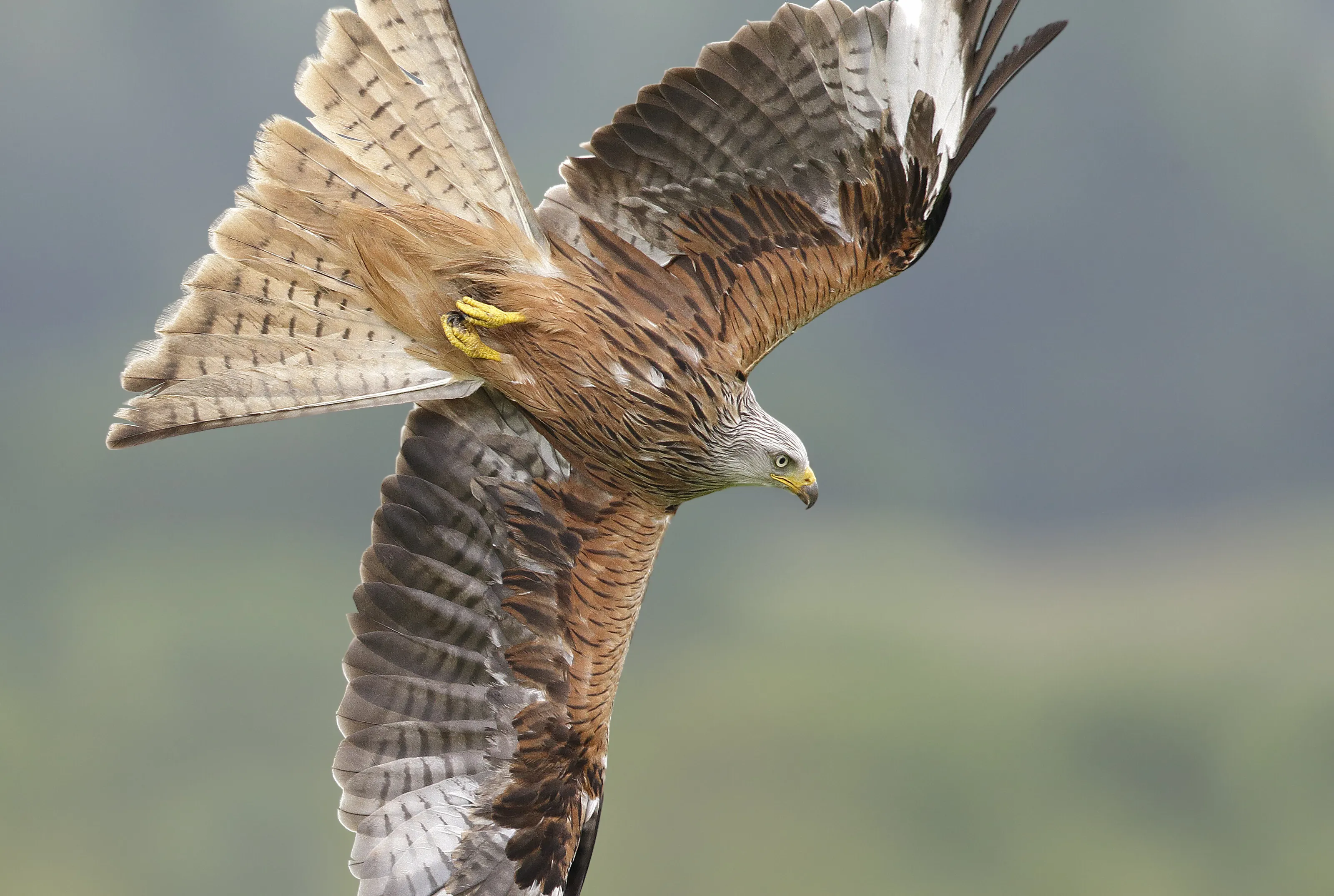 Red Kite