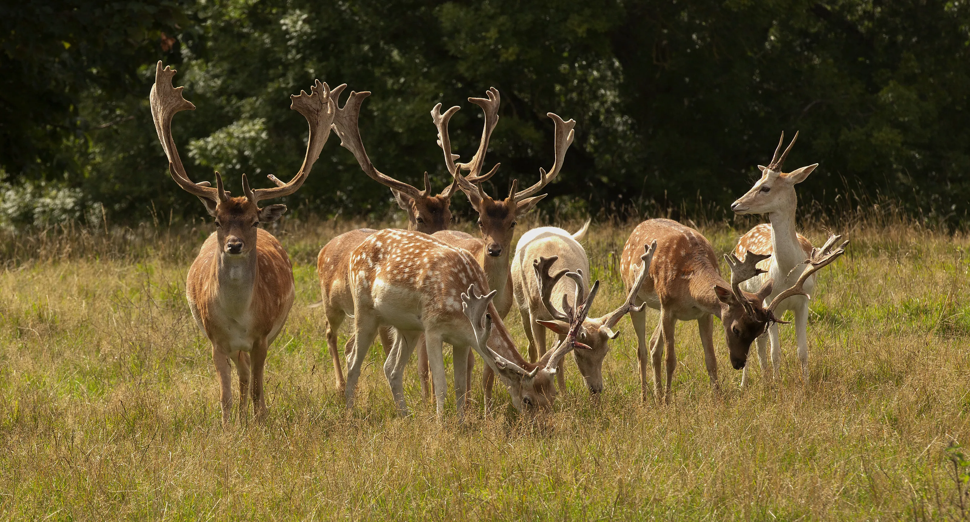 Fallow deer