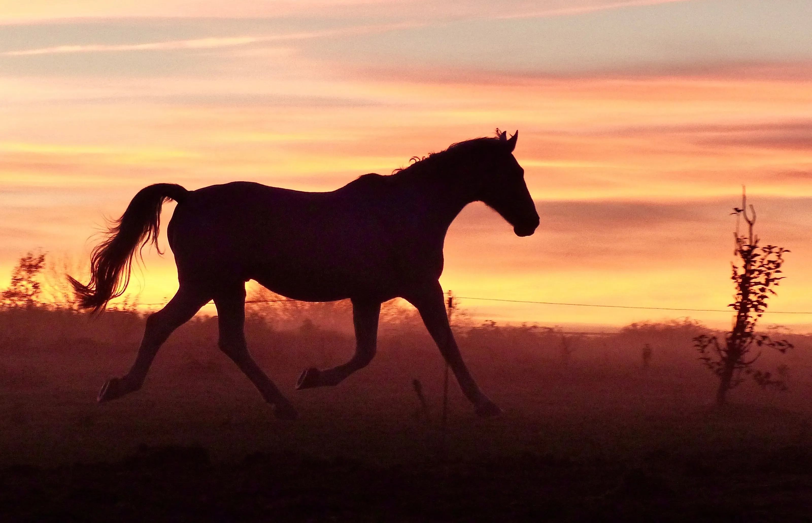 Trotting home