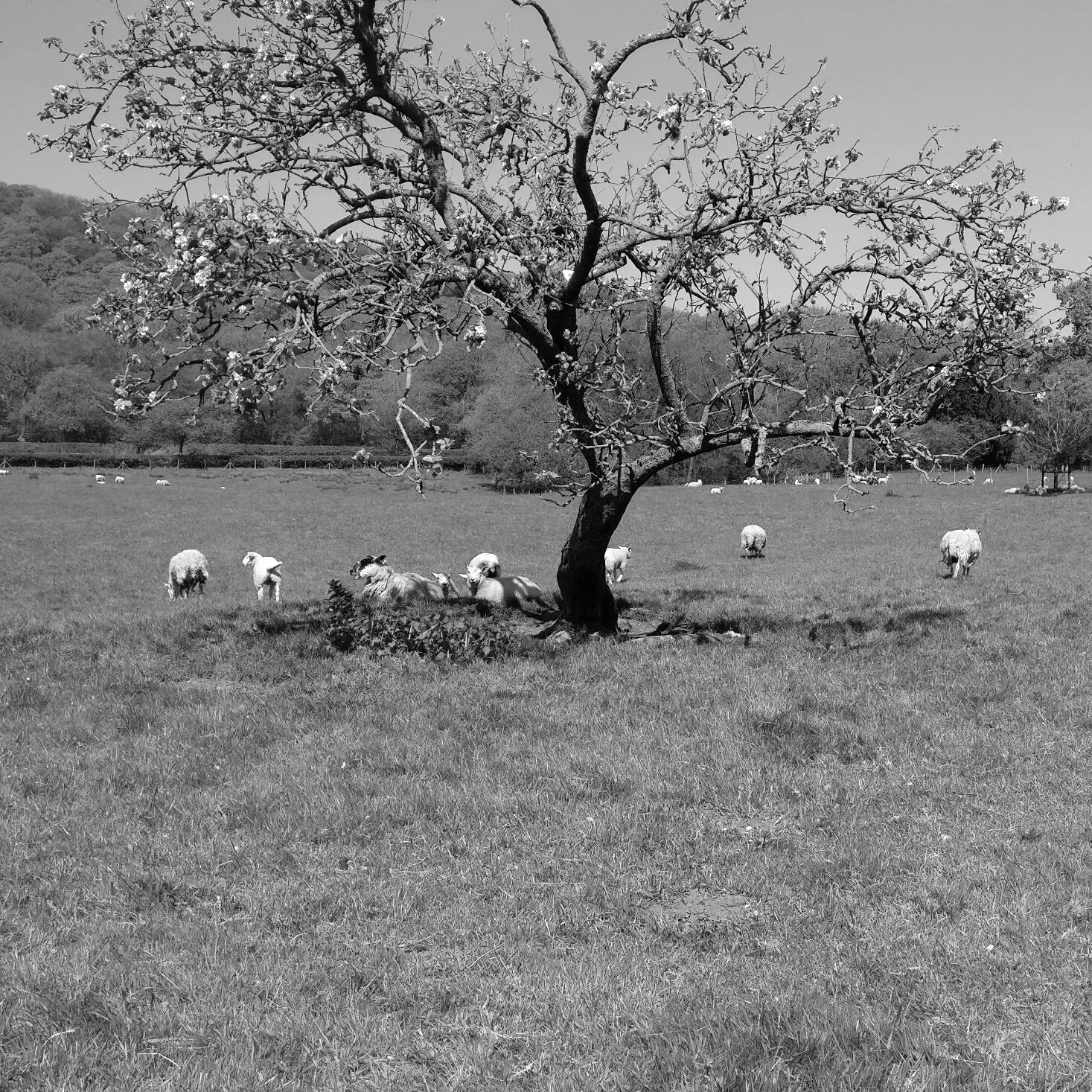 Lambs and buds