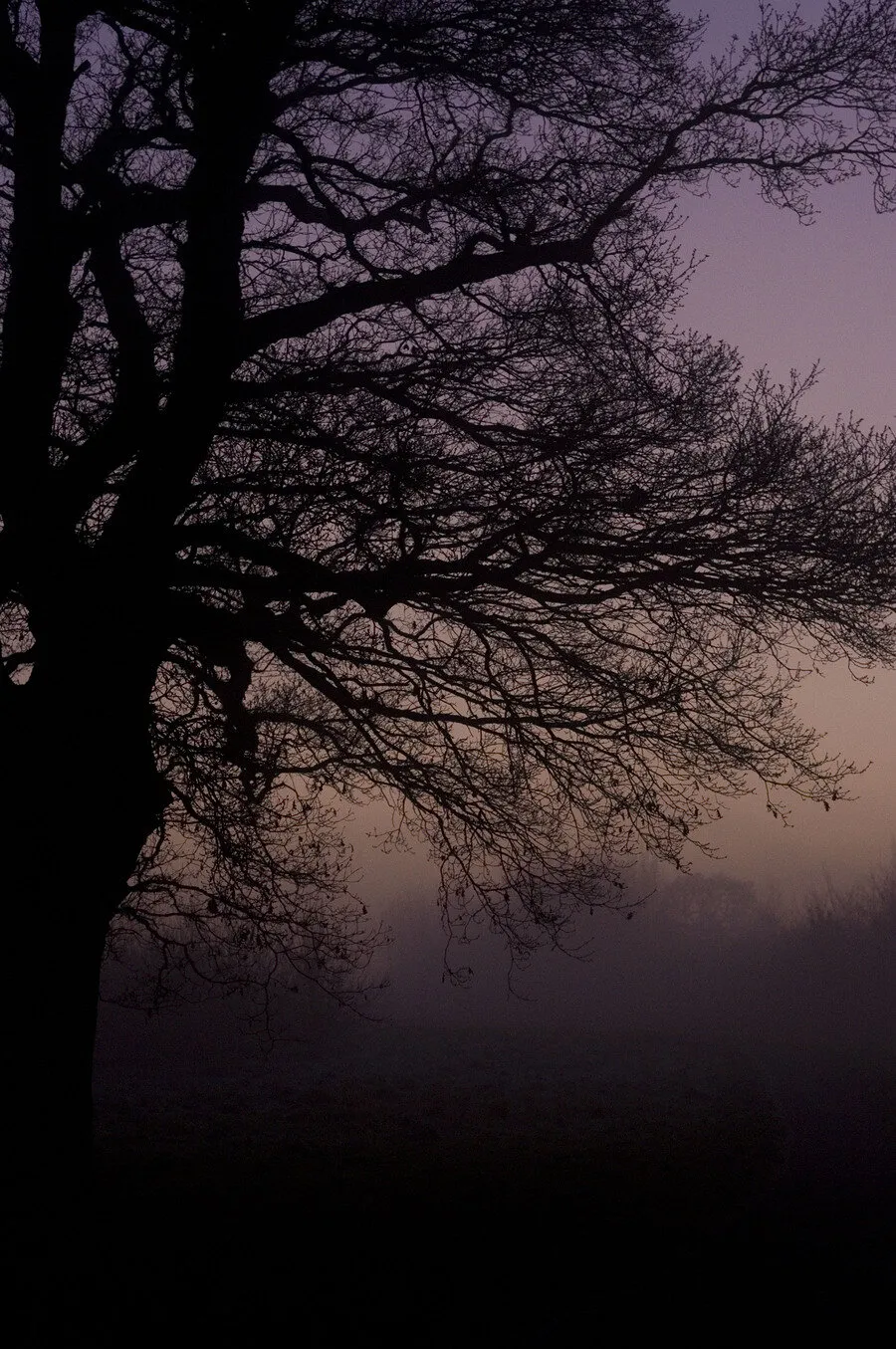 A misty evening last Christmas