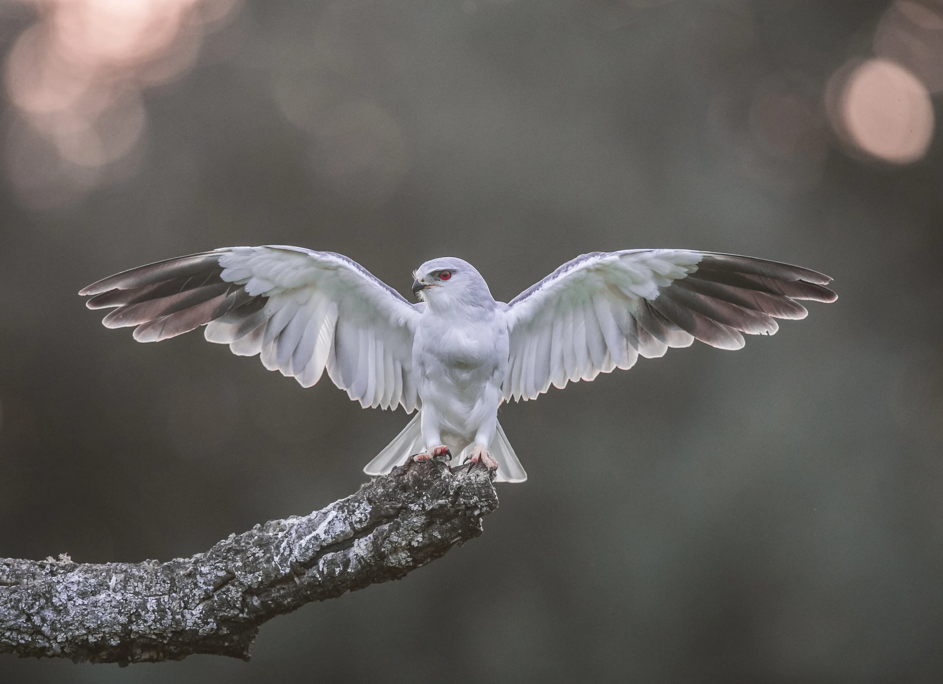 Black-winged kite