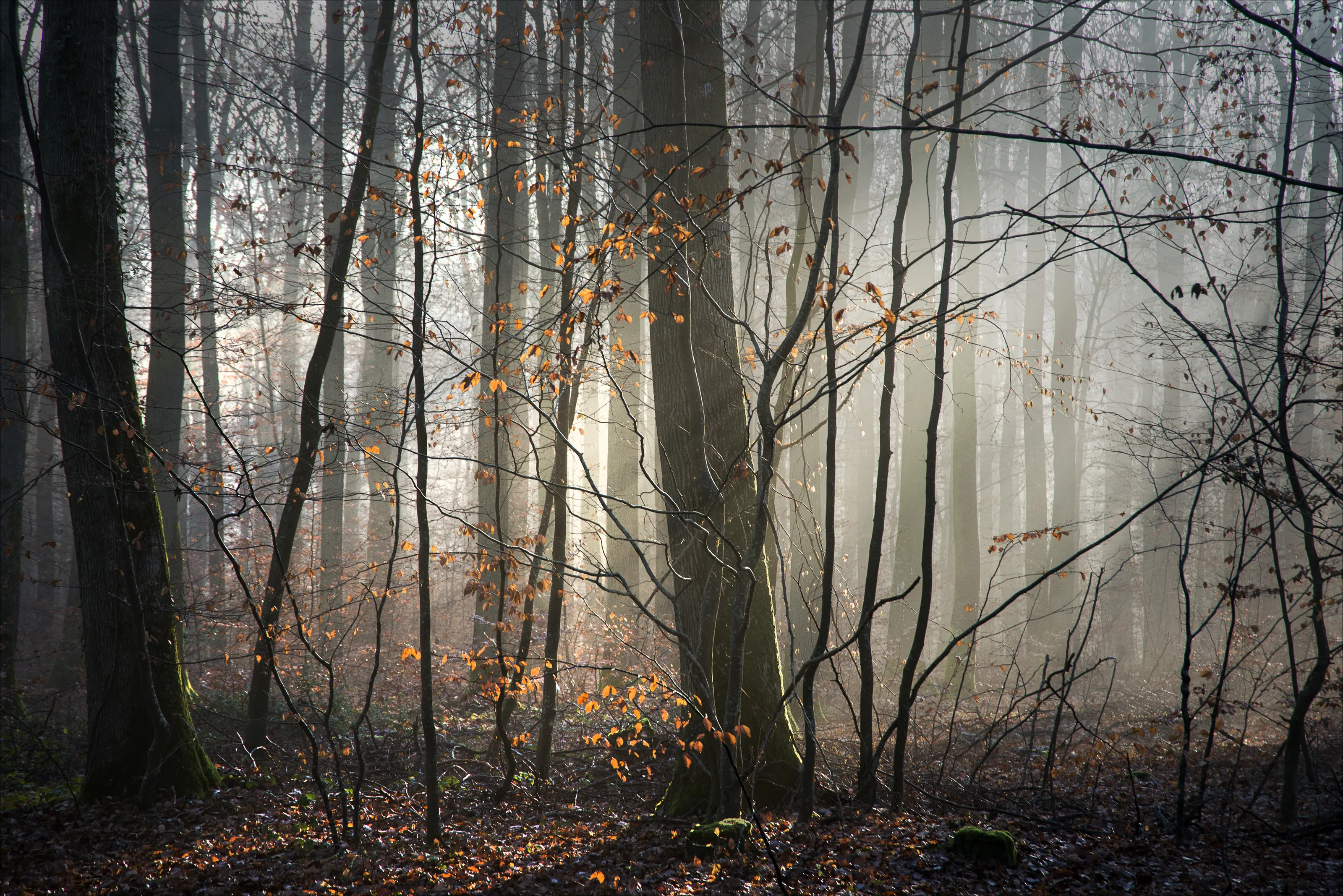 Forest Light
