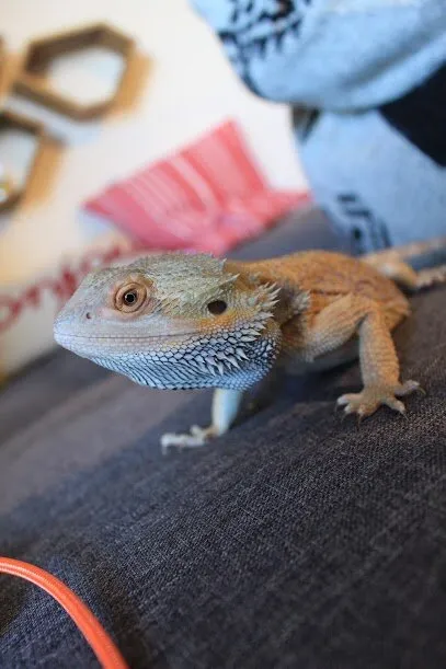 Ms. Puff the Bearded Dragon