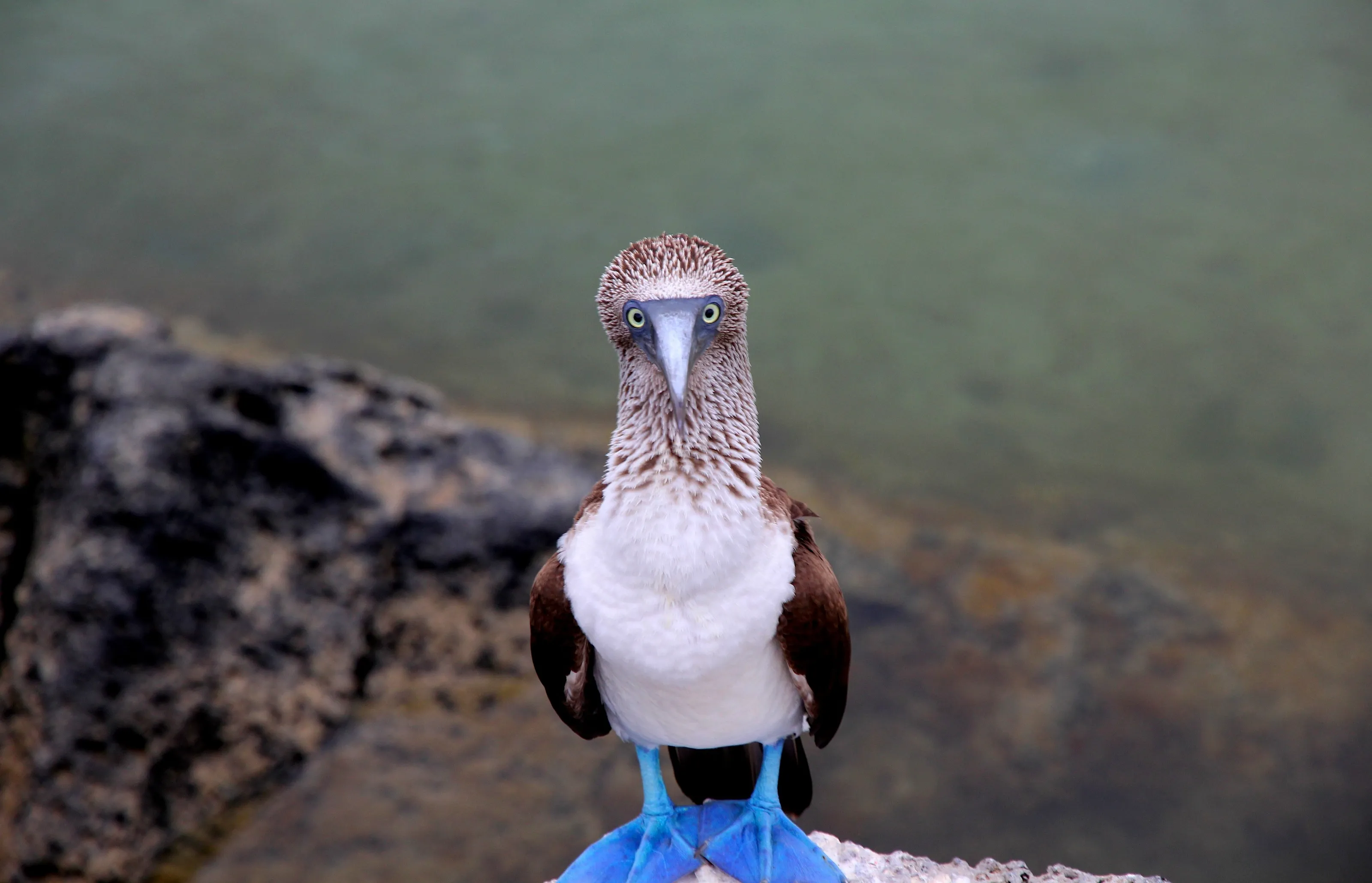 Blue Booby