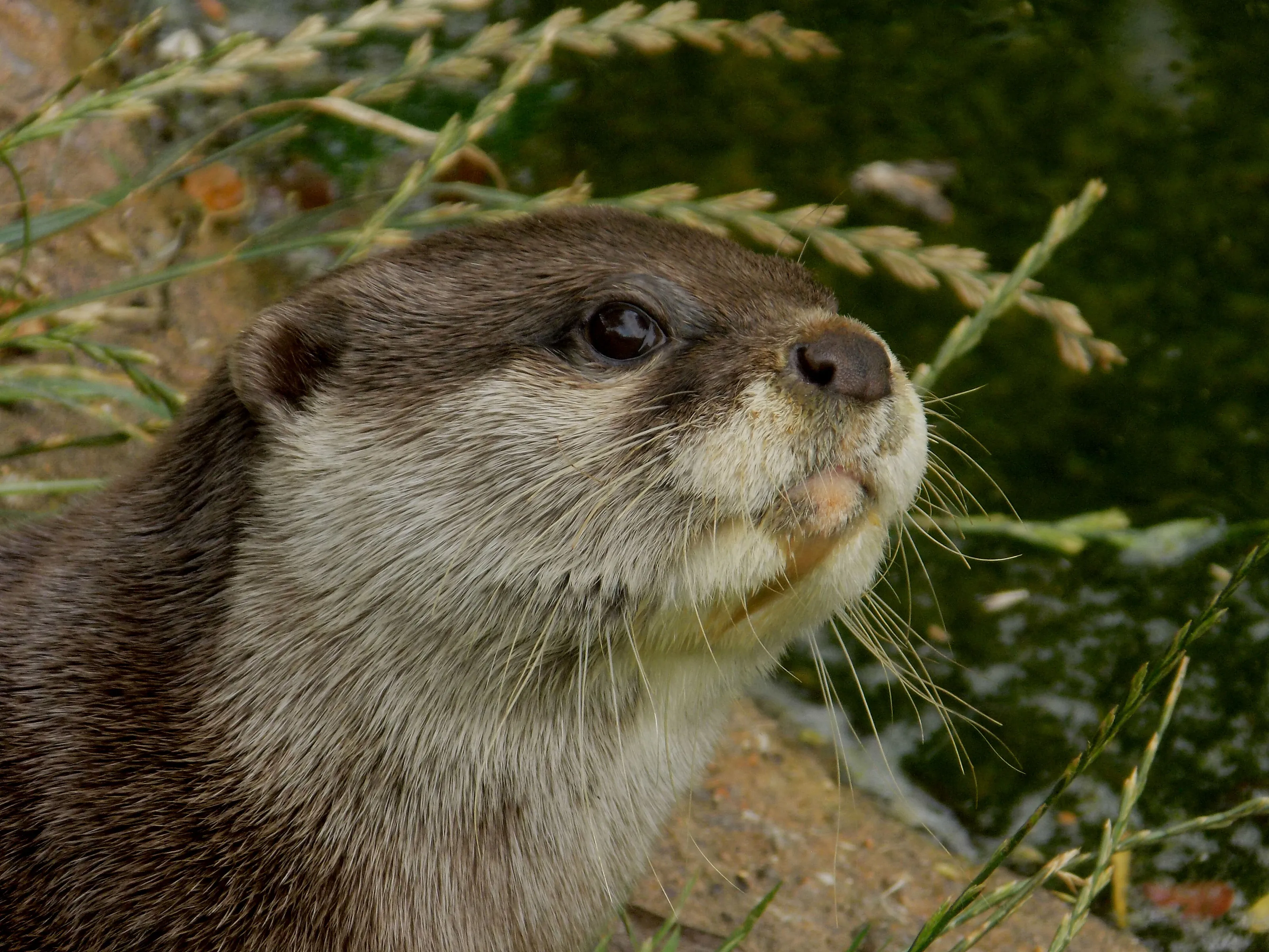 Otter